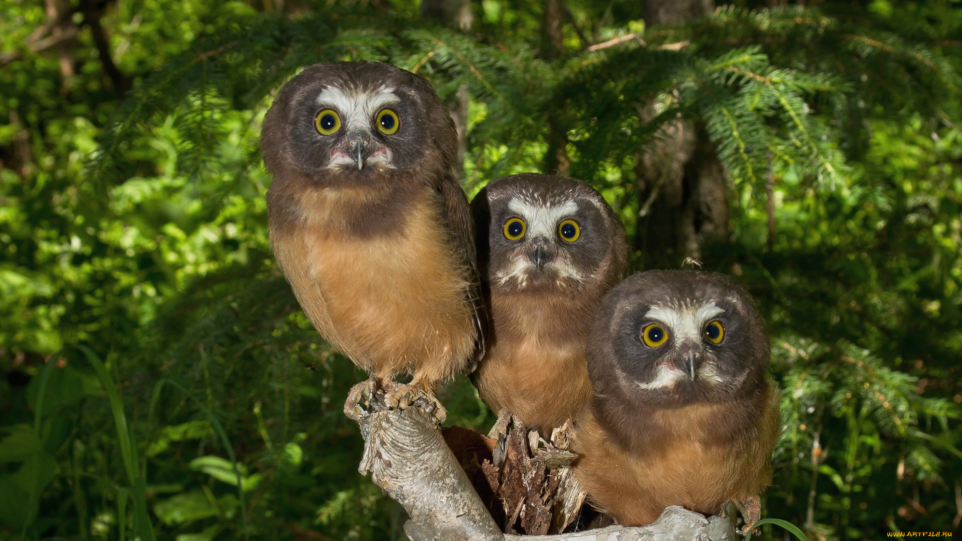 животные, совы, трио