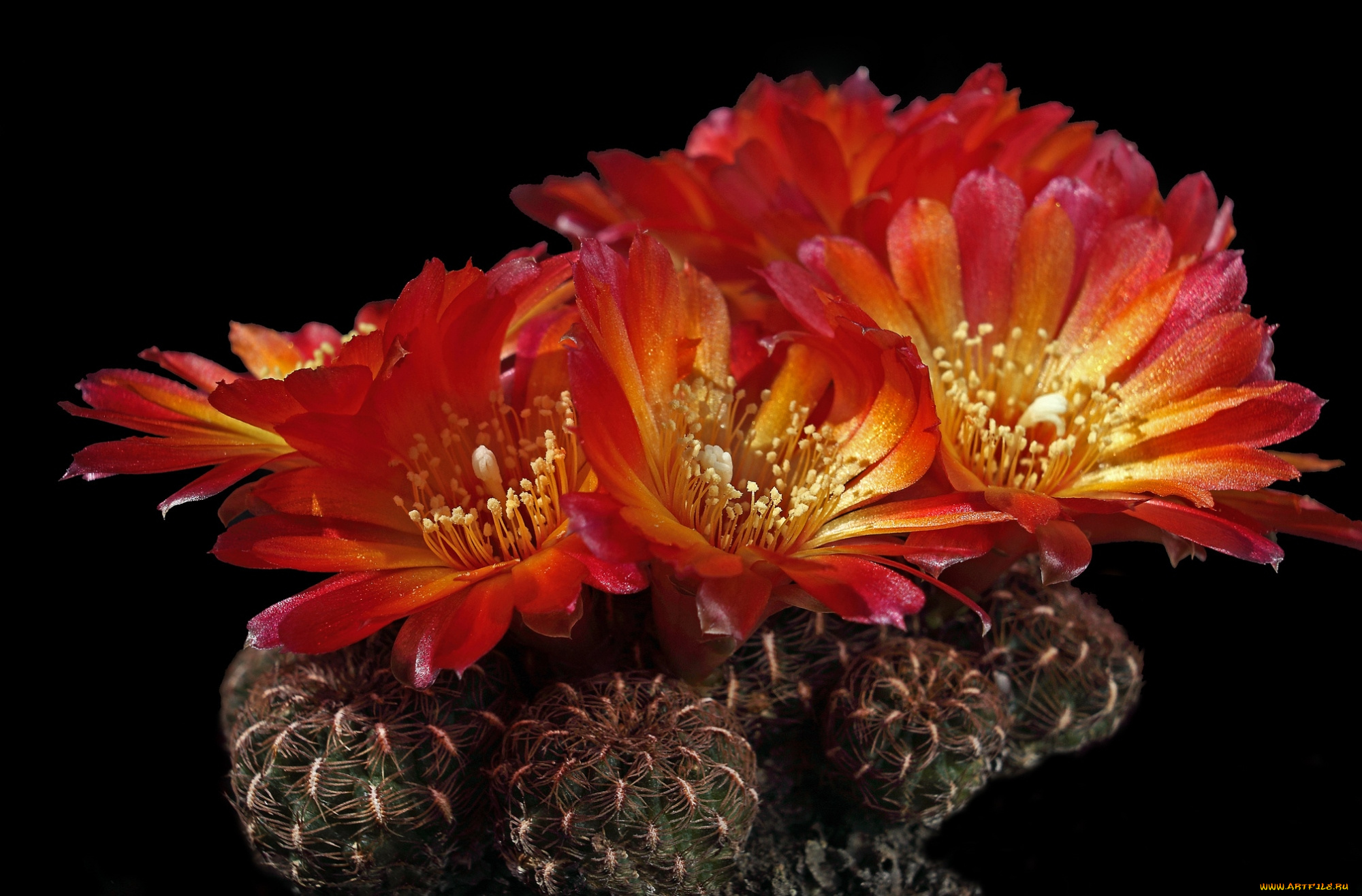 цветы, кактусы, колючки