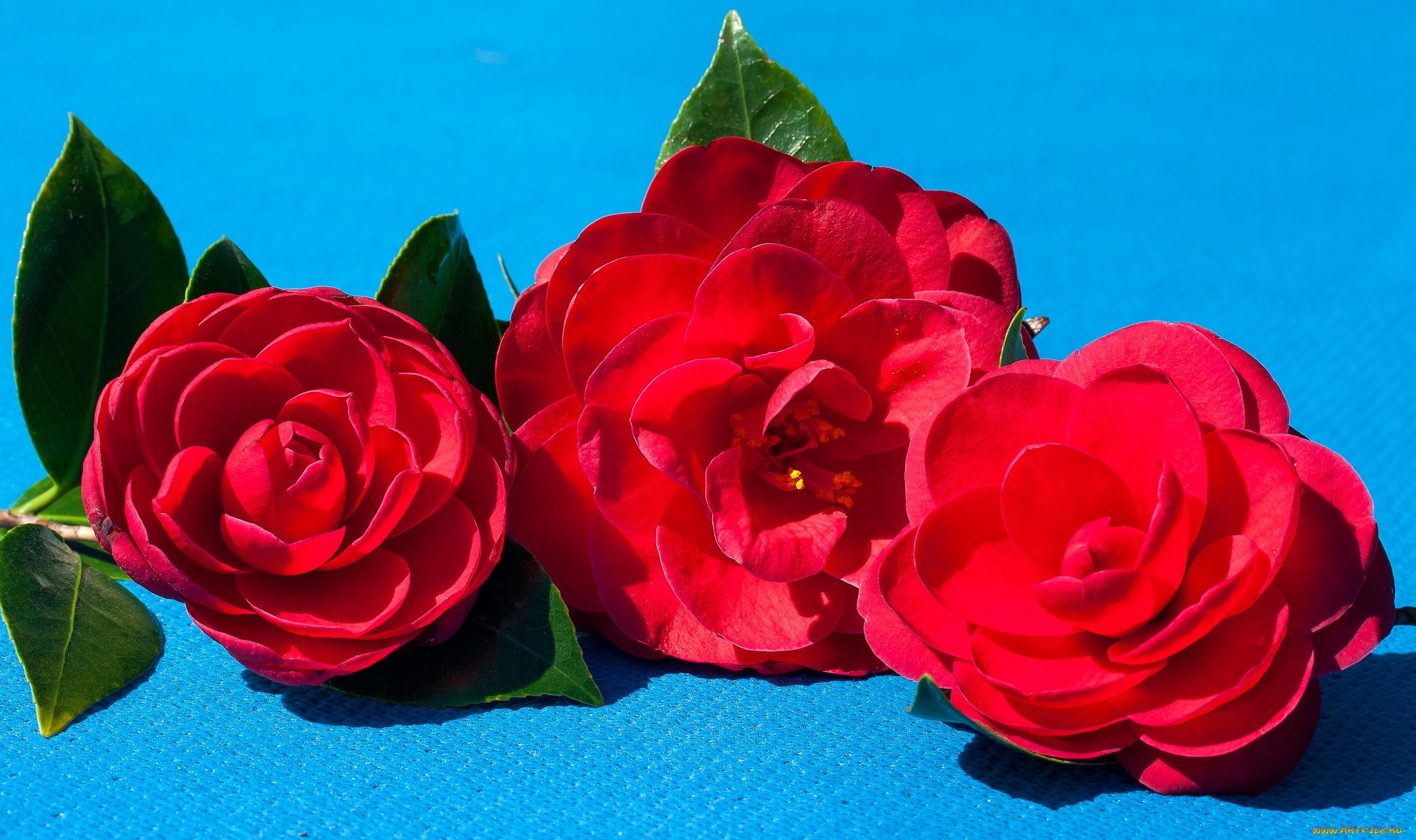 цветы, камелии, красный, трио