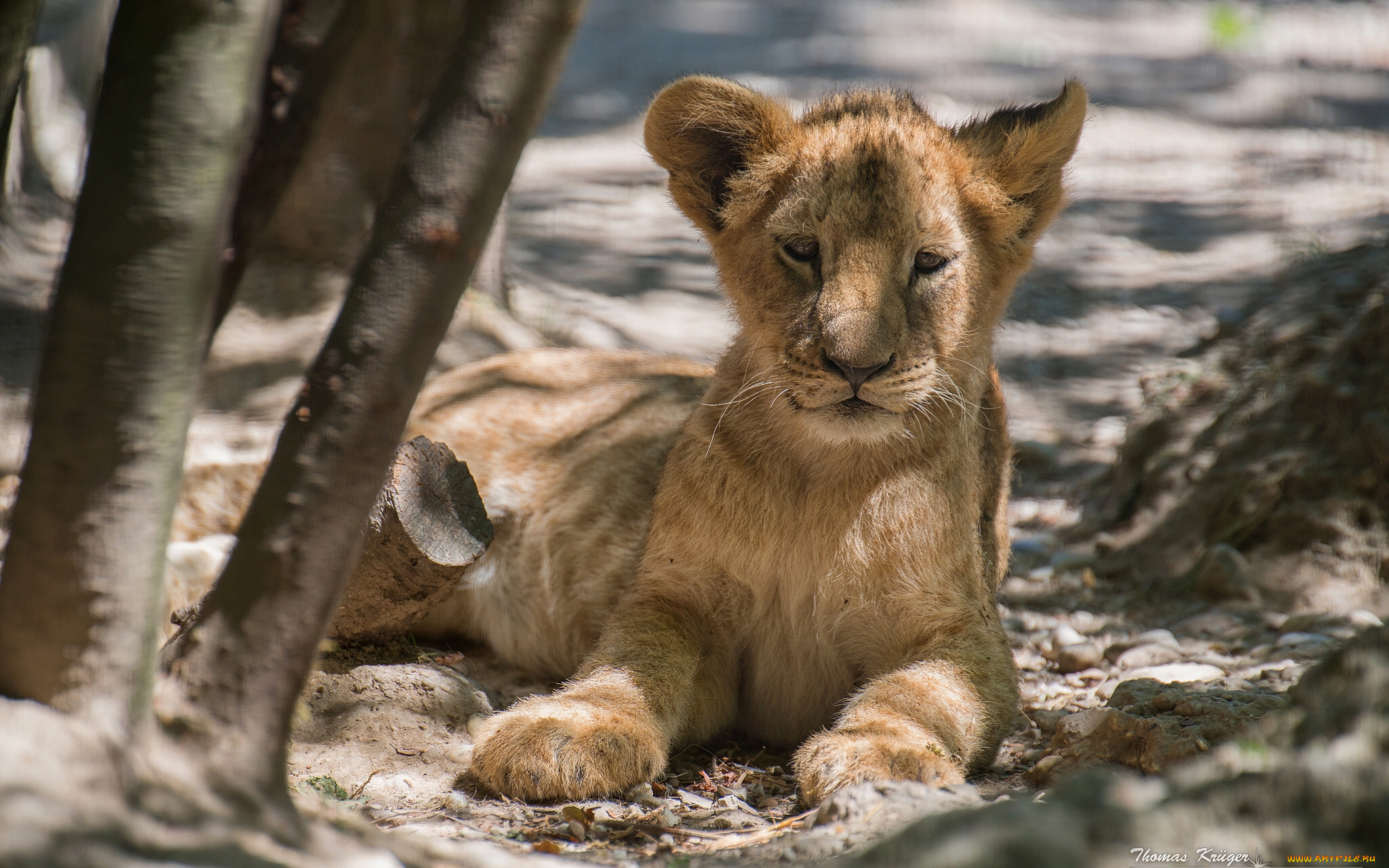 животные, львы, львёнок, детёныш