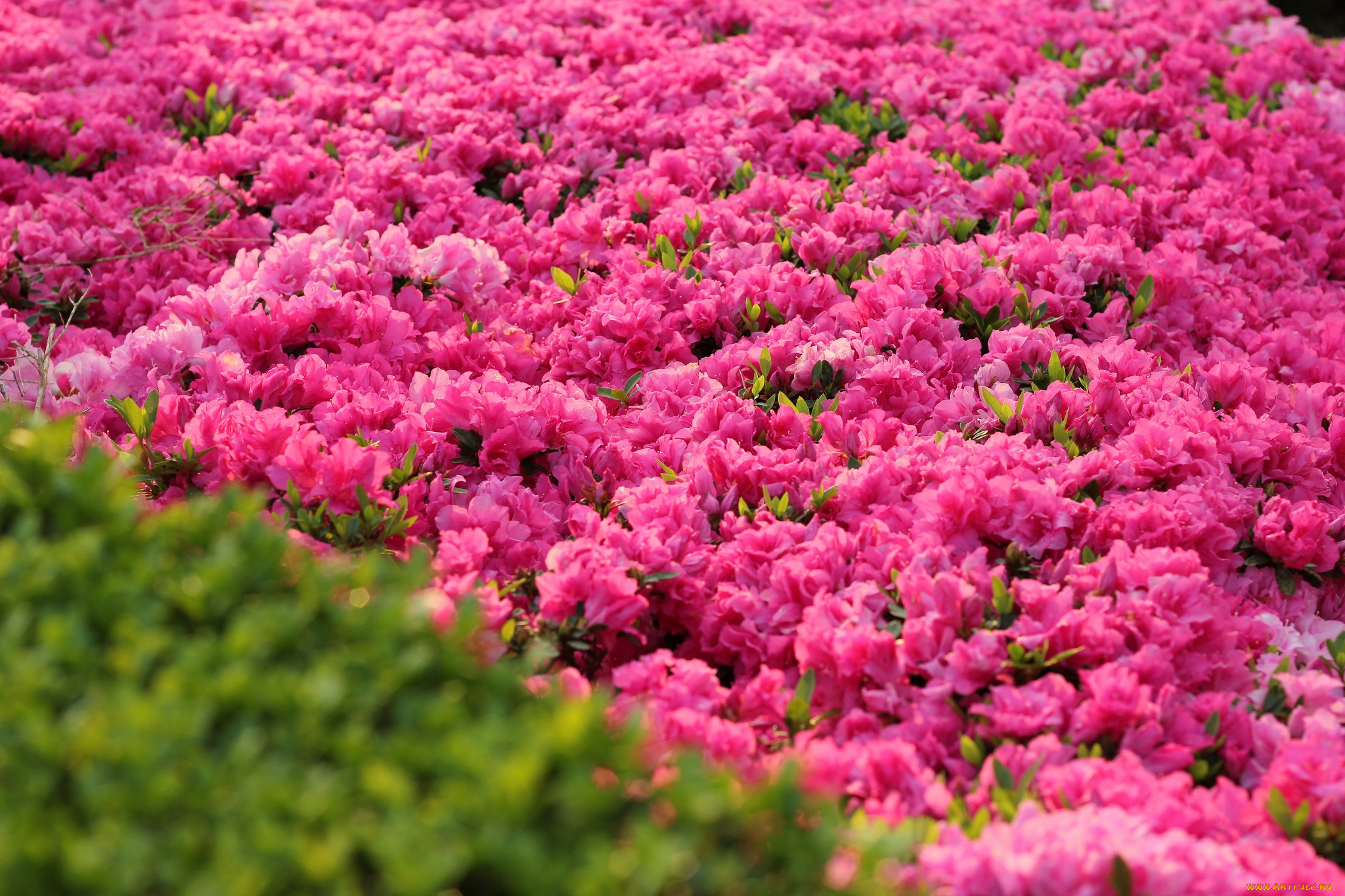 цветы, рододендроны, азалии, много