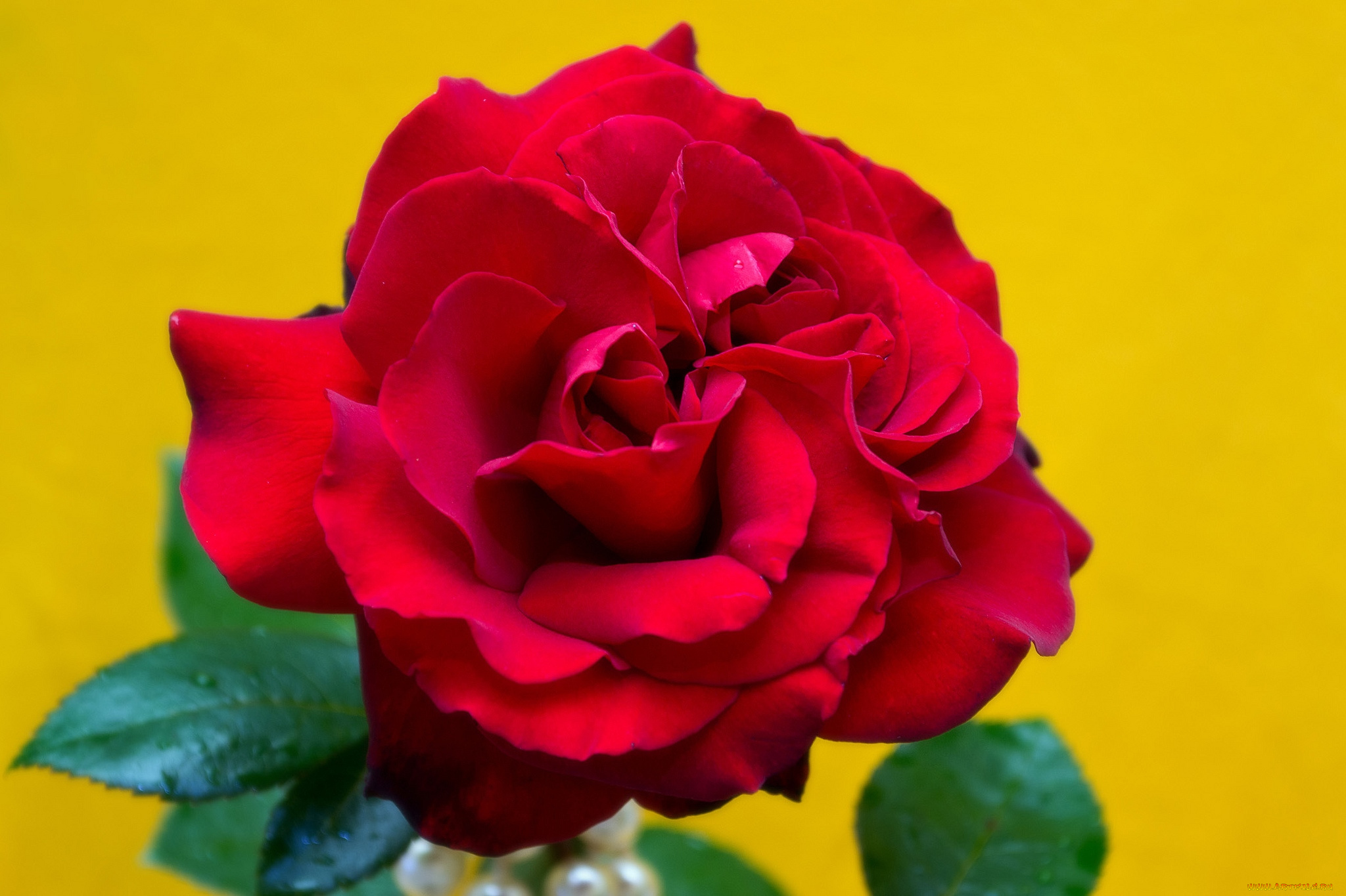 цветы, розы, красный