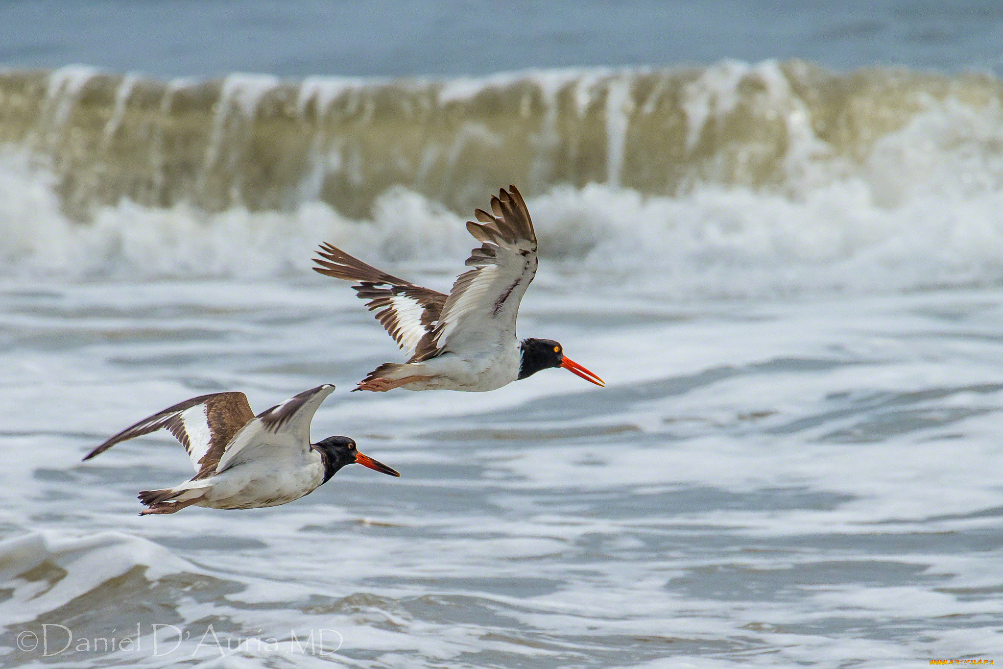 животные, Чайки, бакланы, крачки, полет