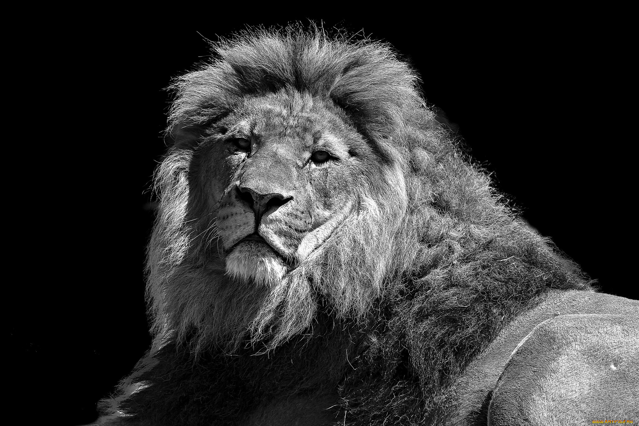 животные, львы, царь