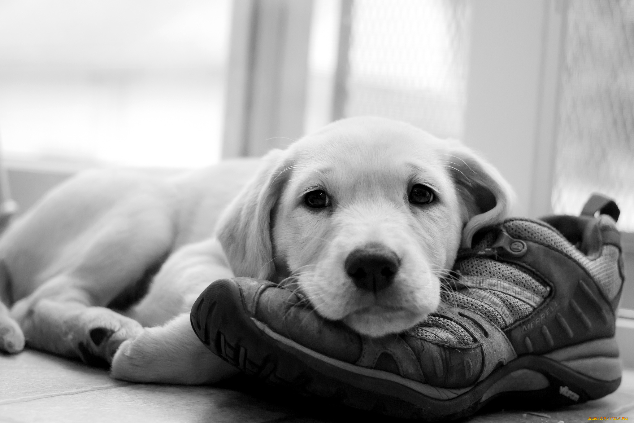 животные, собаки, щенок