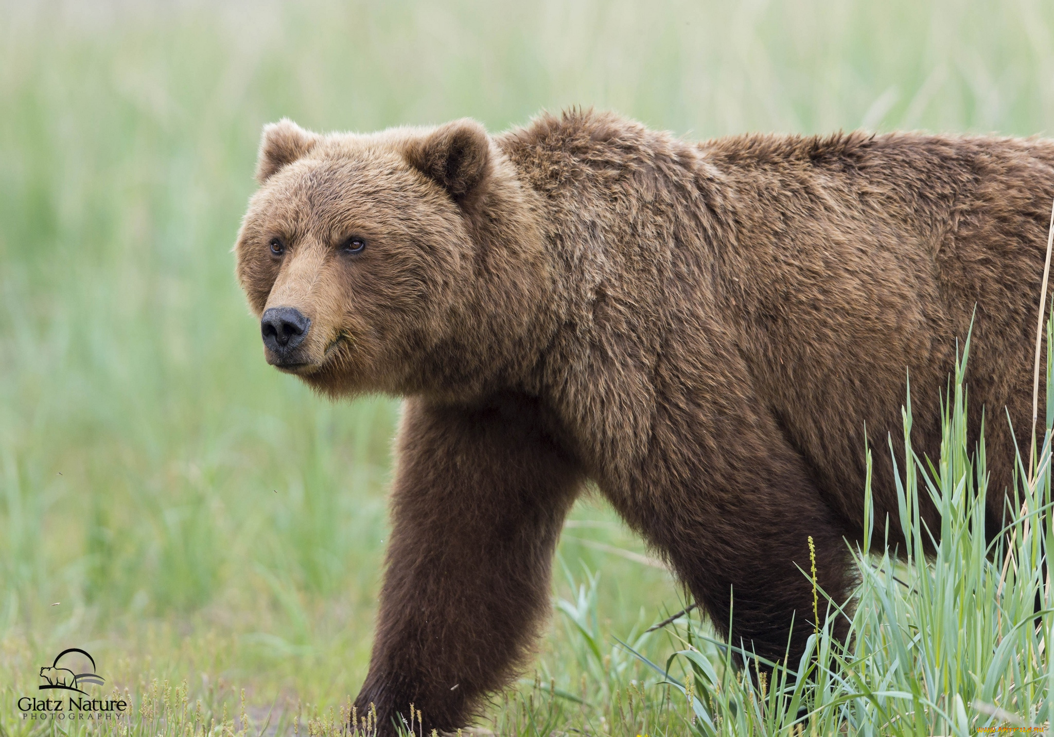 животные, медведи, бурый