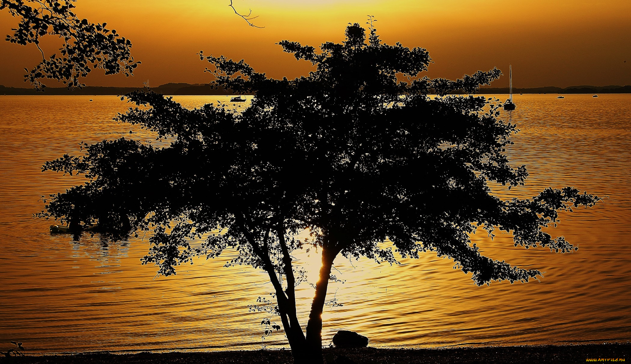 природа, деревья, дерево, яхты, озеро