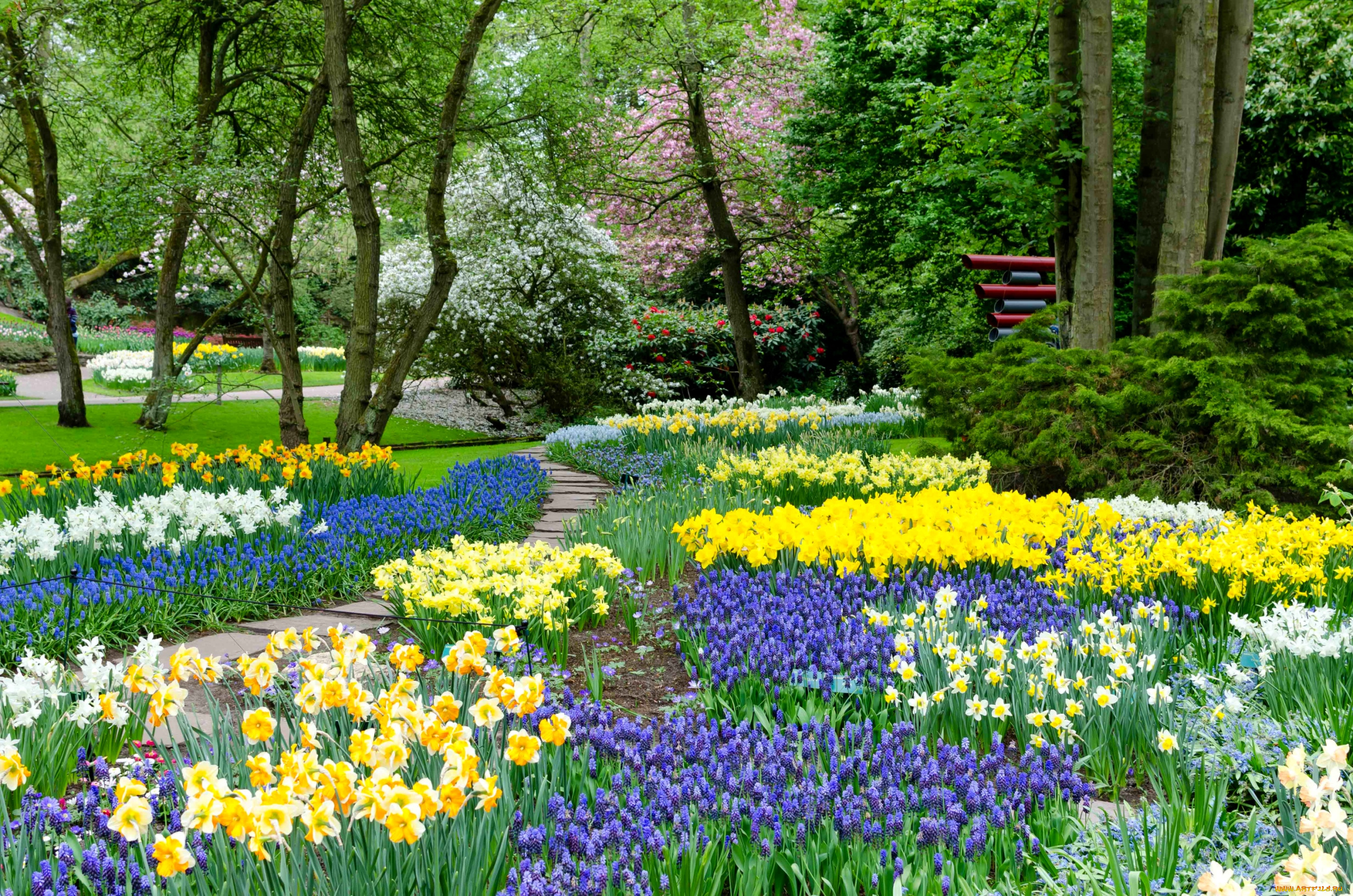природа, парк, гиацинты, нарциссы