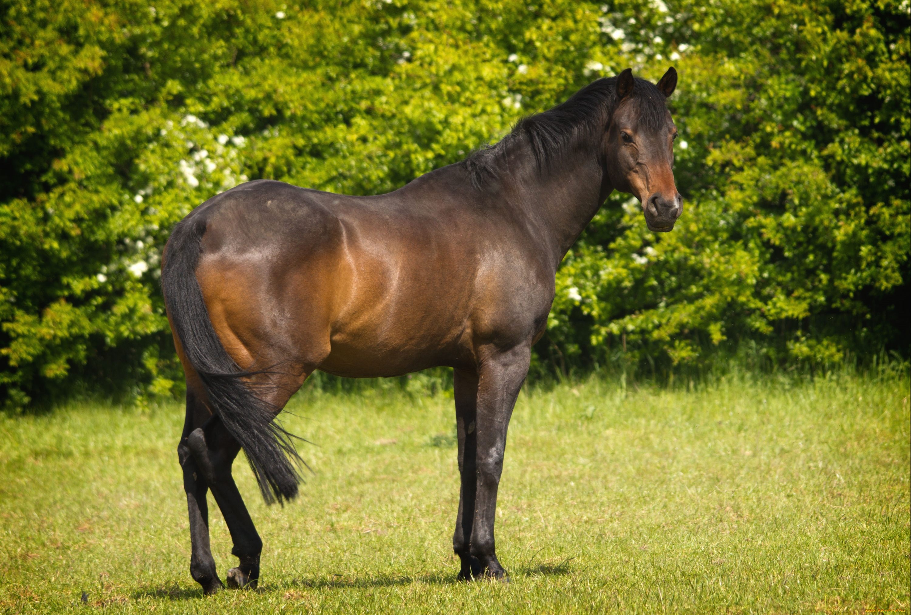животные, лошади, гнедой