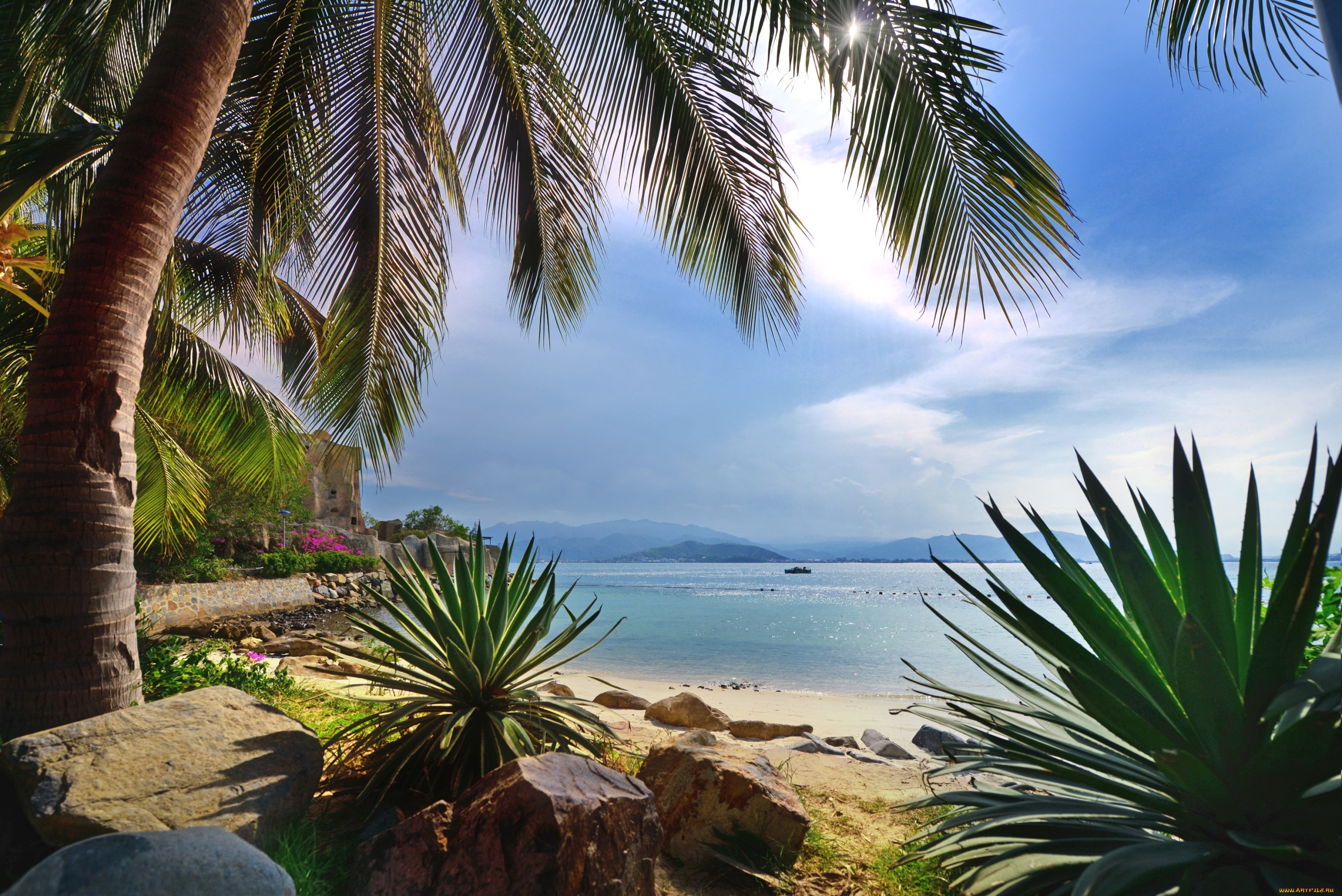 природа, тропики, пальма, море, пляж, рай