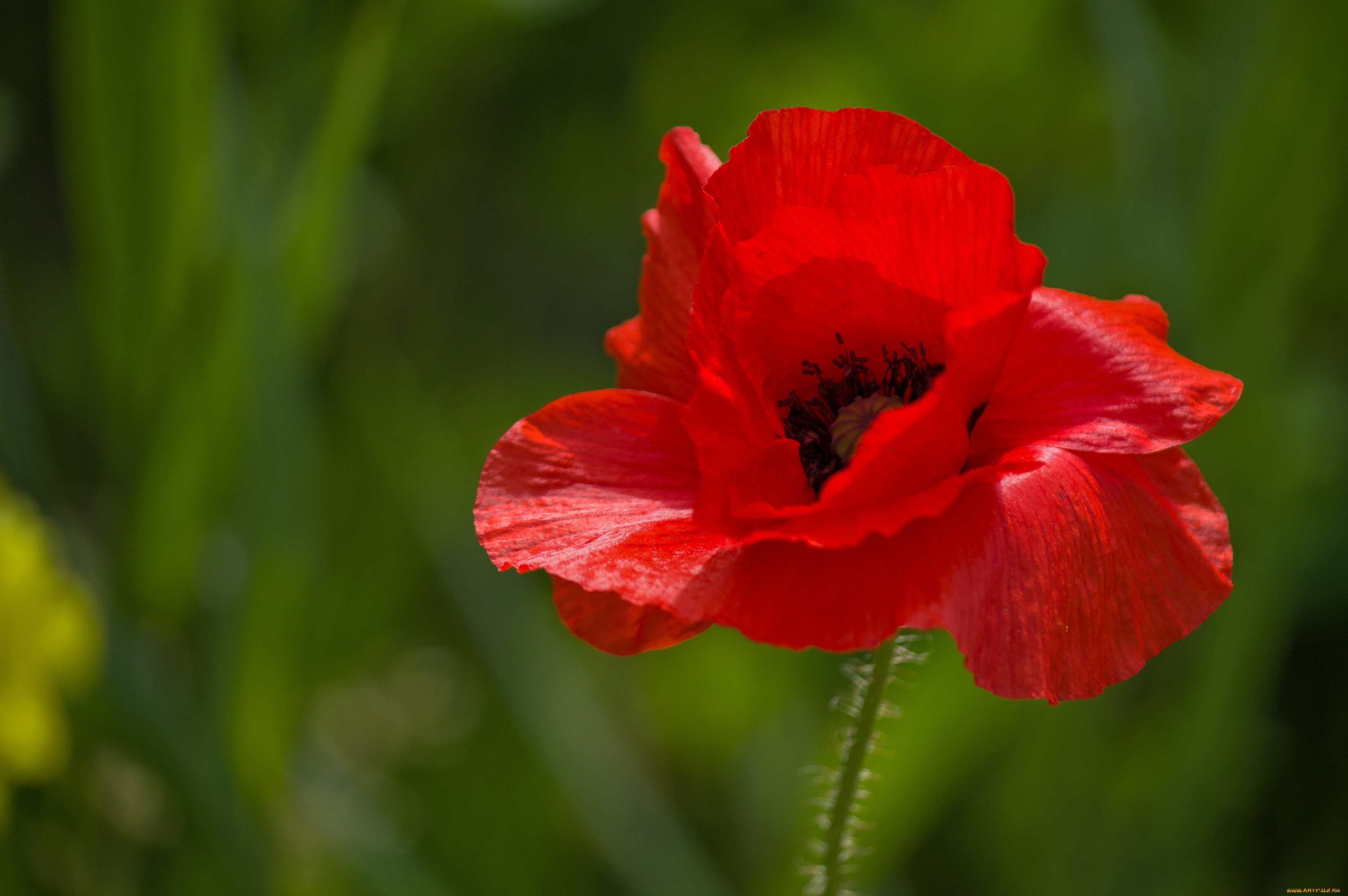цветы, маки, красный