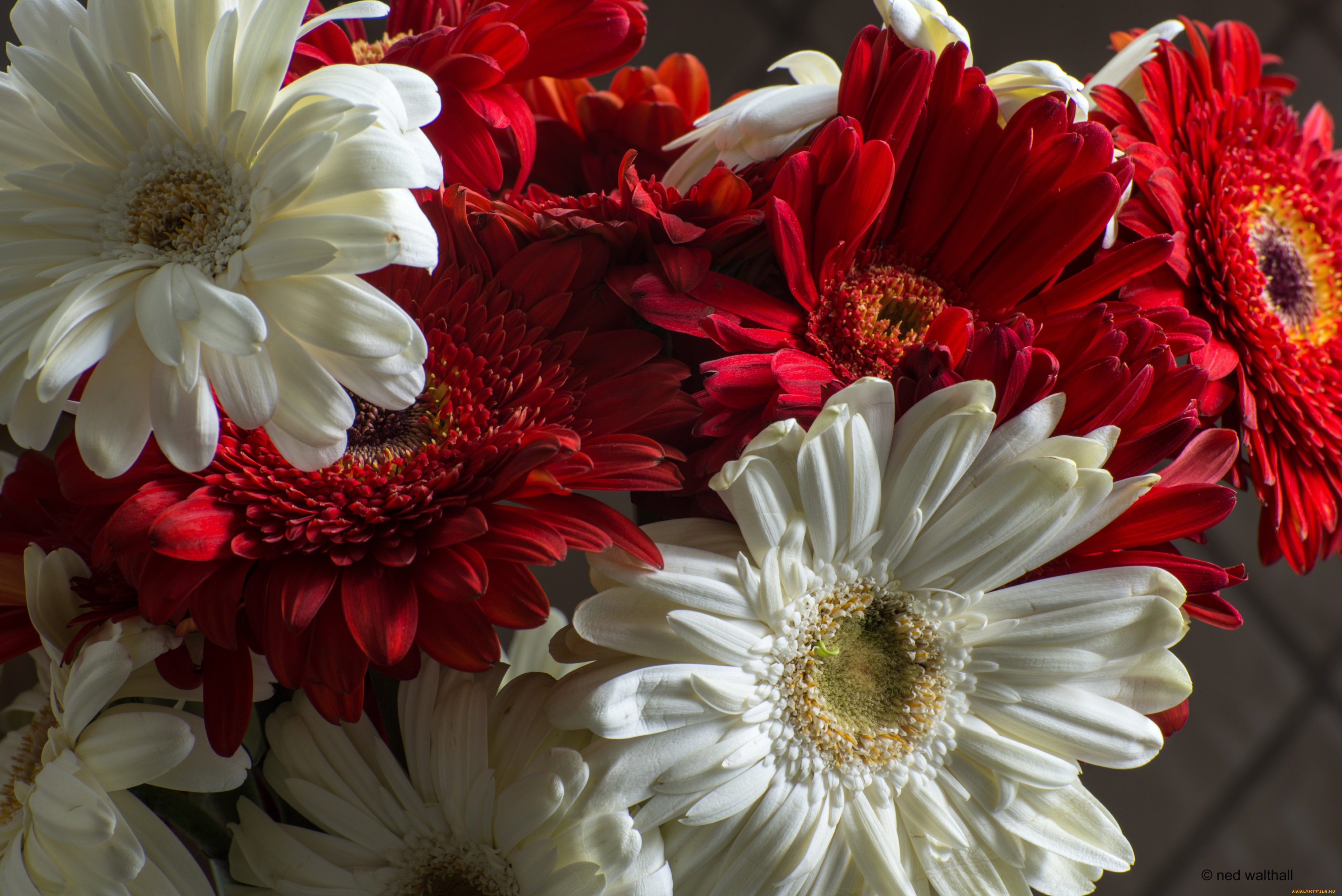 цветы, герберы, букет