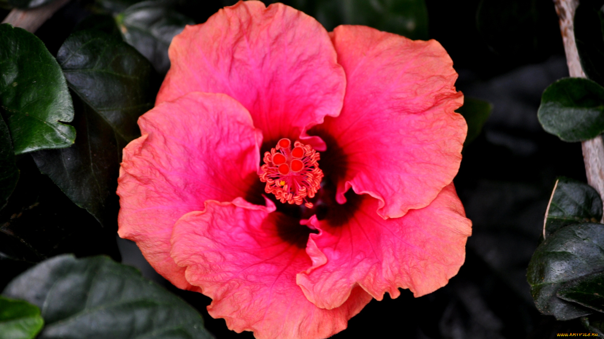 цветы, гибискусы, лепестки, листики, гибискус, тычинки, цветение, ярко