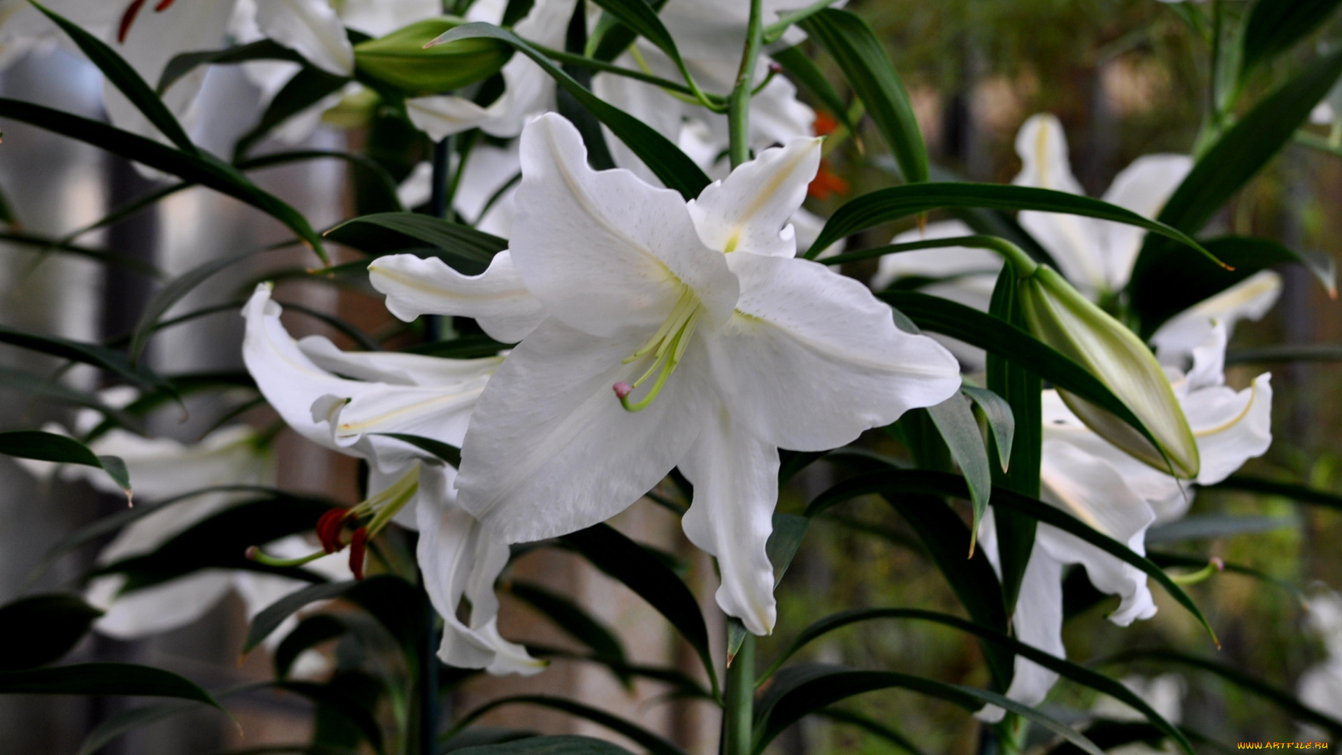 цветы, лилии, , лилейники, лепестки, цветение