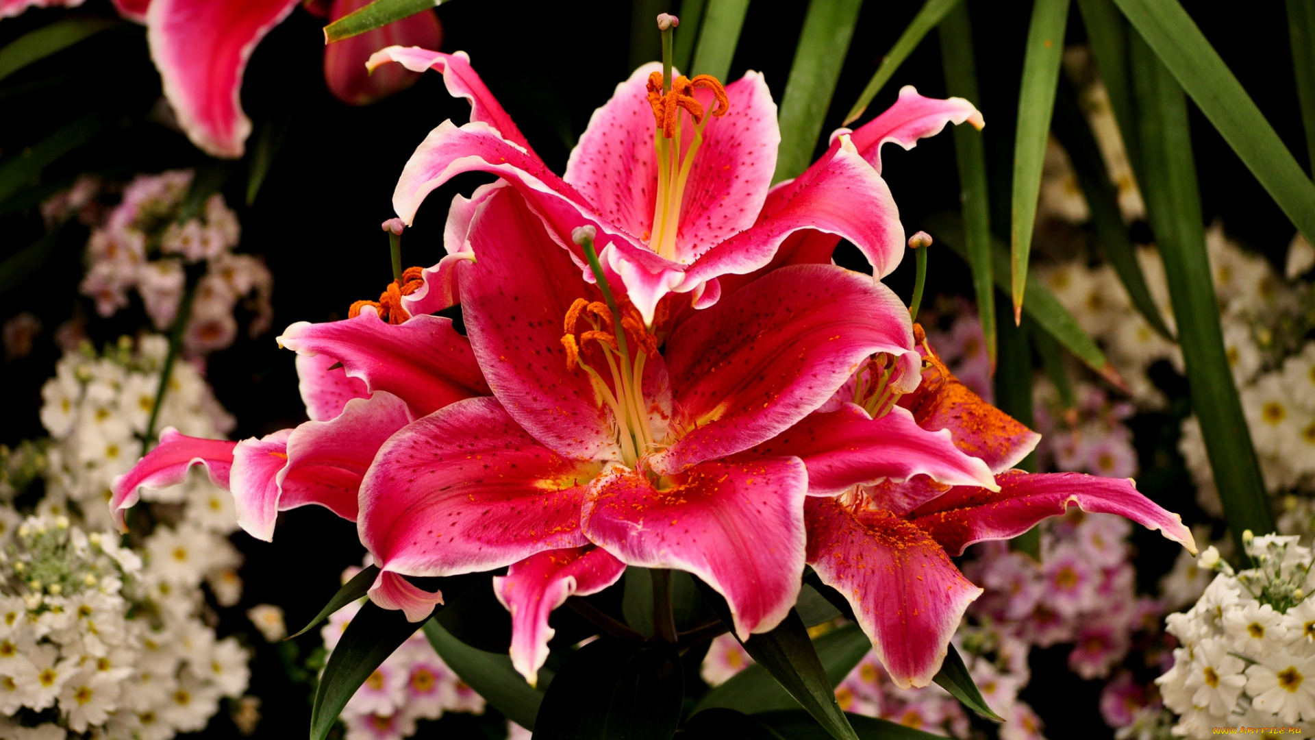 цветы, лилии, , лилейники, лепестки, цветение