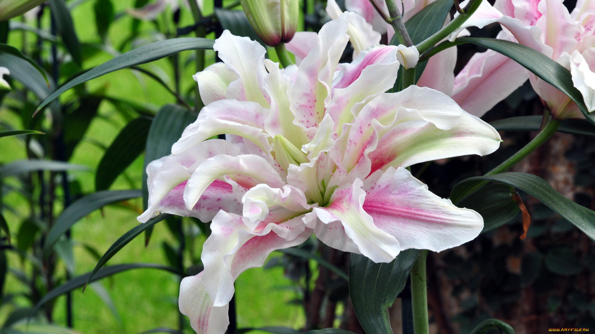 цветы, лилии, , лилейники, petals, bloom, lily, лепестки, цветение