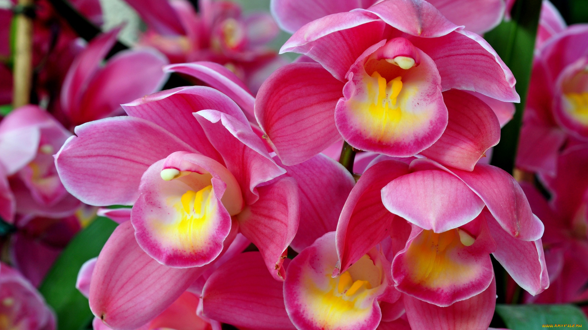 цветы, орхидеи, flowers, flowering, orchids, цветение