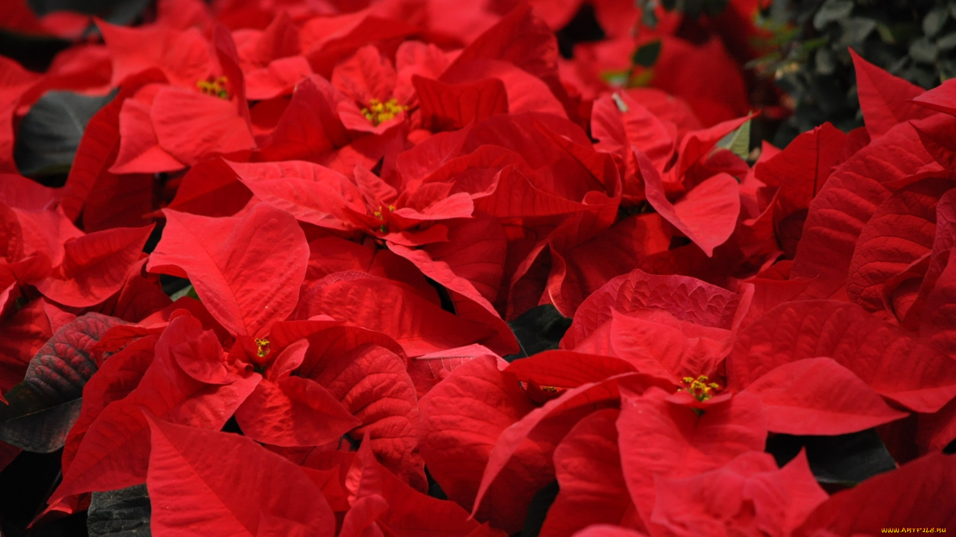 цветы, пуансеттия, красная, листья, цветение