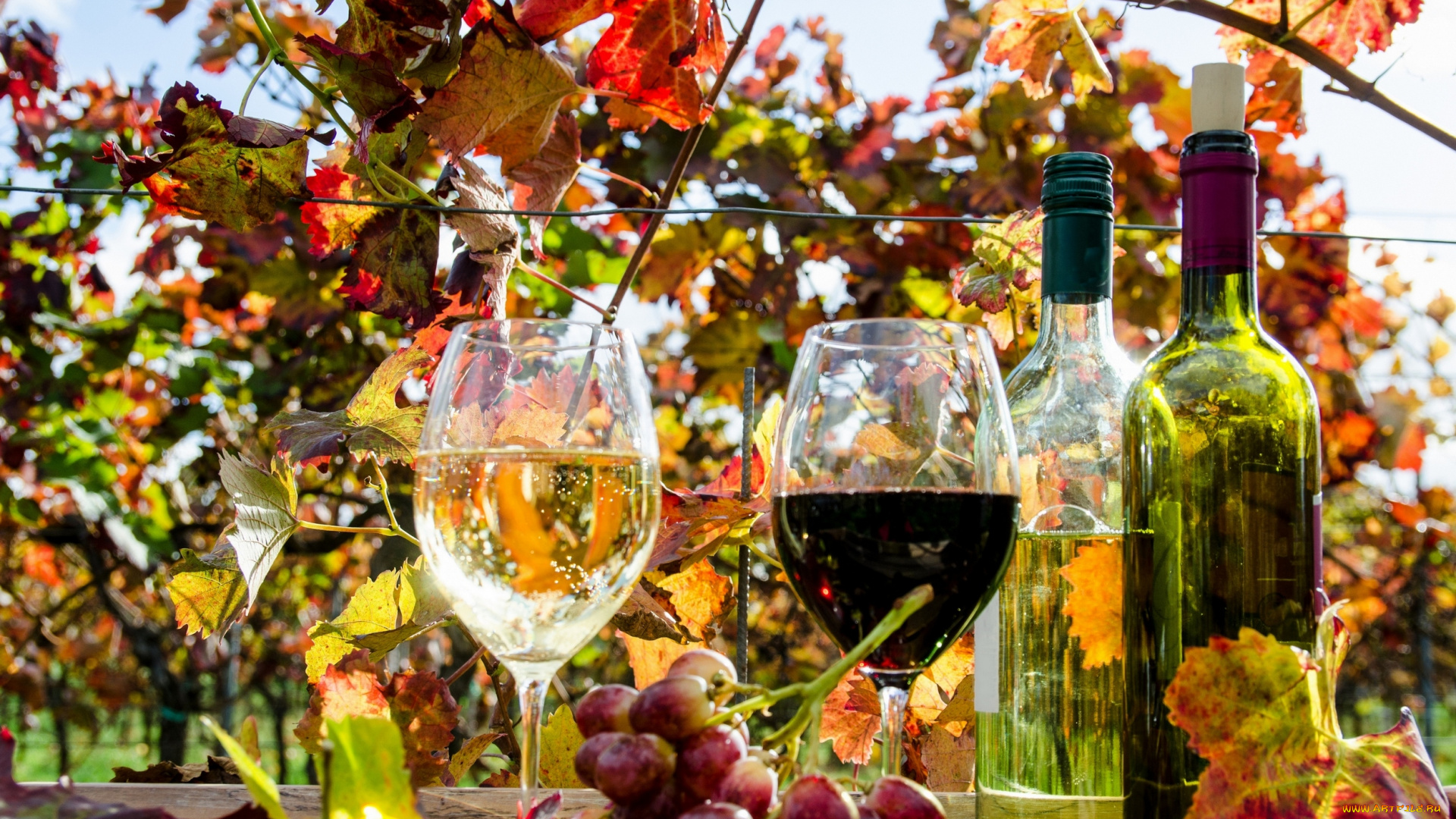 еда, напитки, , вино, вино, бокал, виноградники, виноград