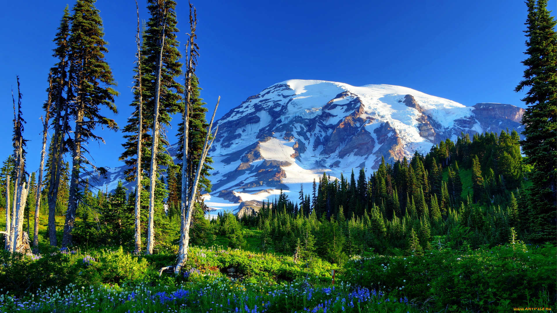 mount, rainier, national, park, , сша, природа, горы, mount, rainier, park, сша, ели, цветы