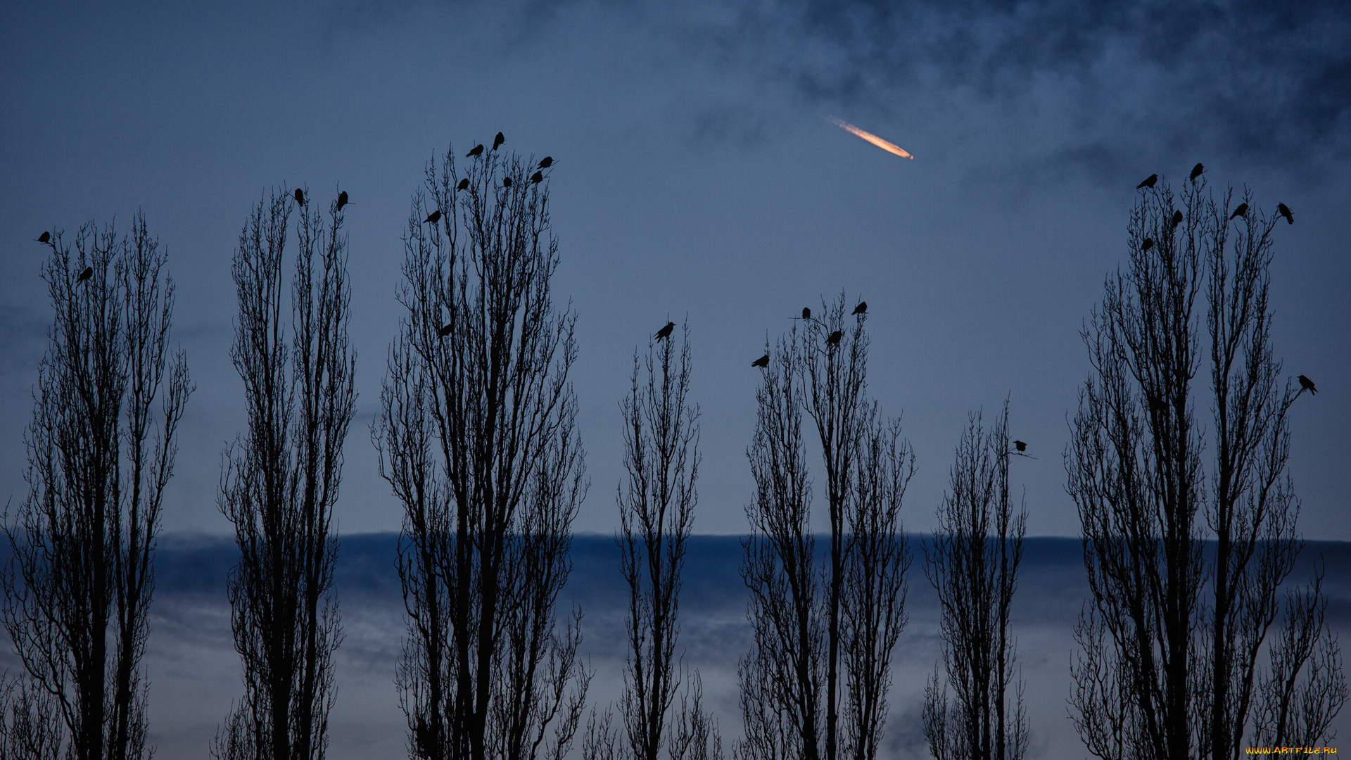 природа, деревья, вечер, тополя, вороны, cornelli2010, photography, германия, берлин, самолёт, небо