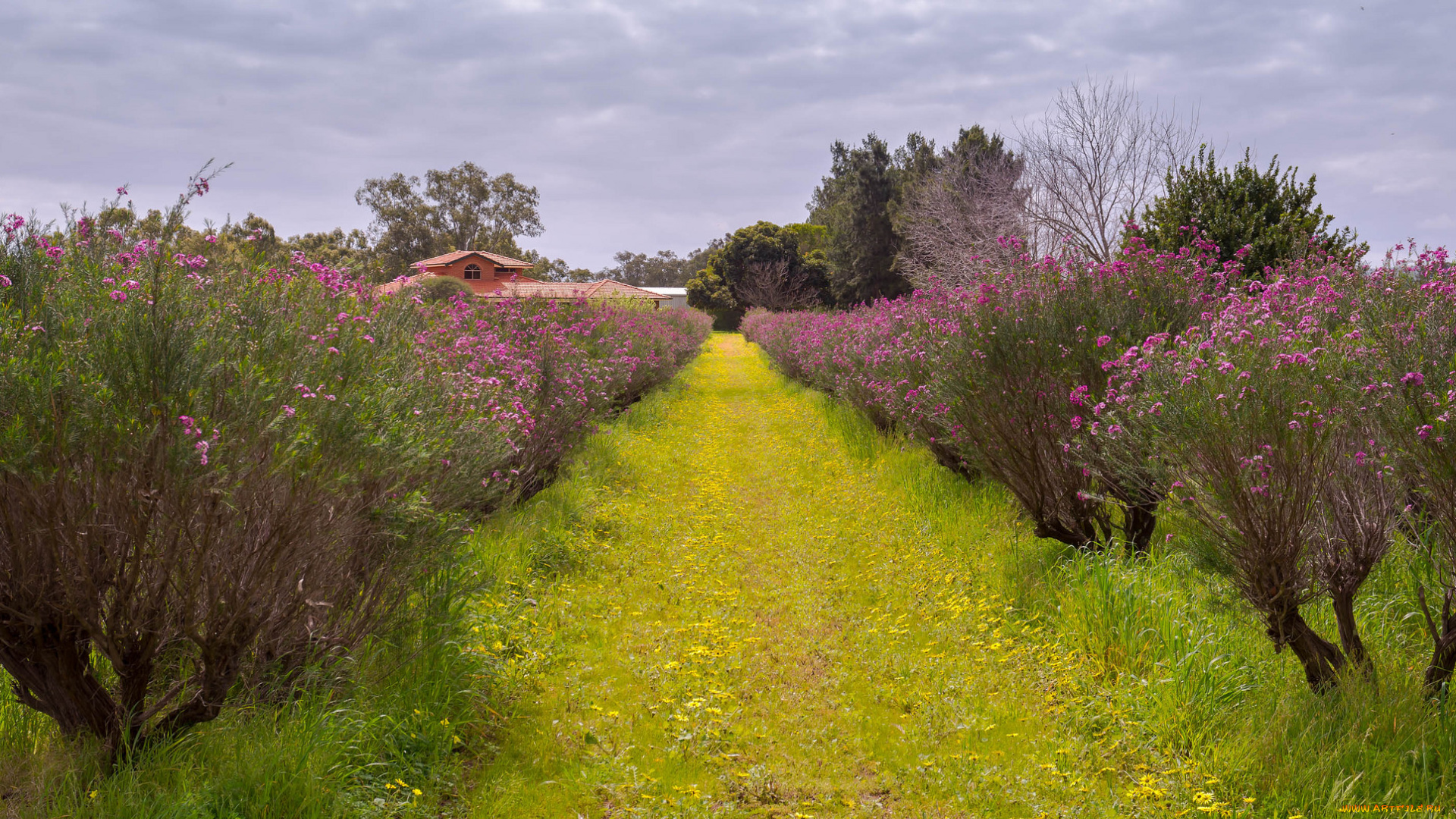 природа, дороги, цветение, деревья, дорожка, трава
