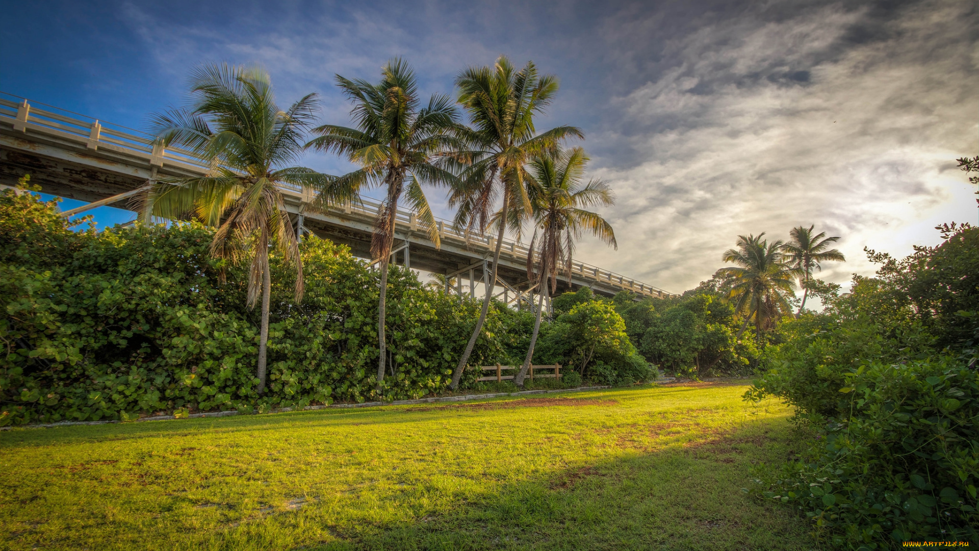 природа, дороги, эстакада, кустарник, пальмы