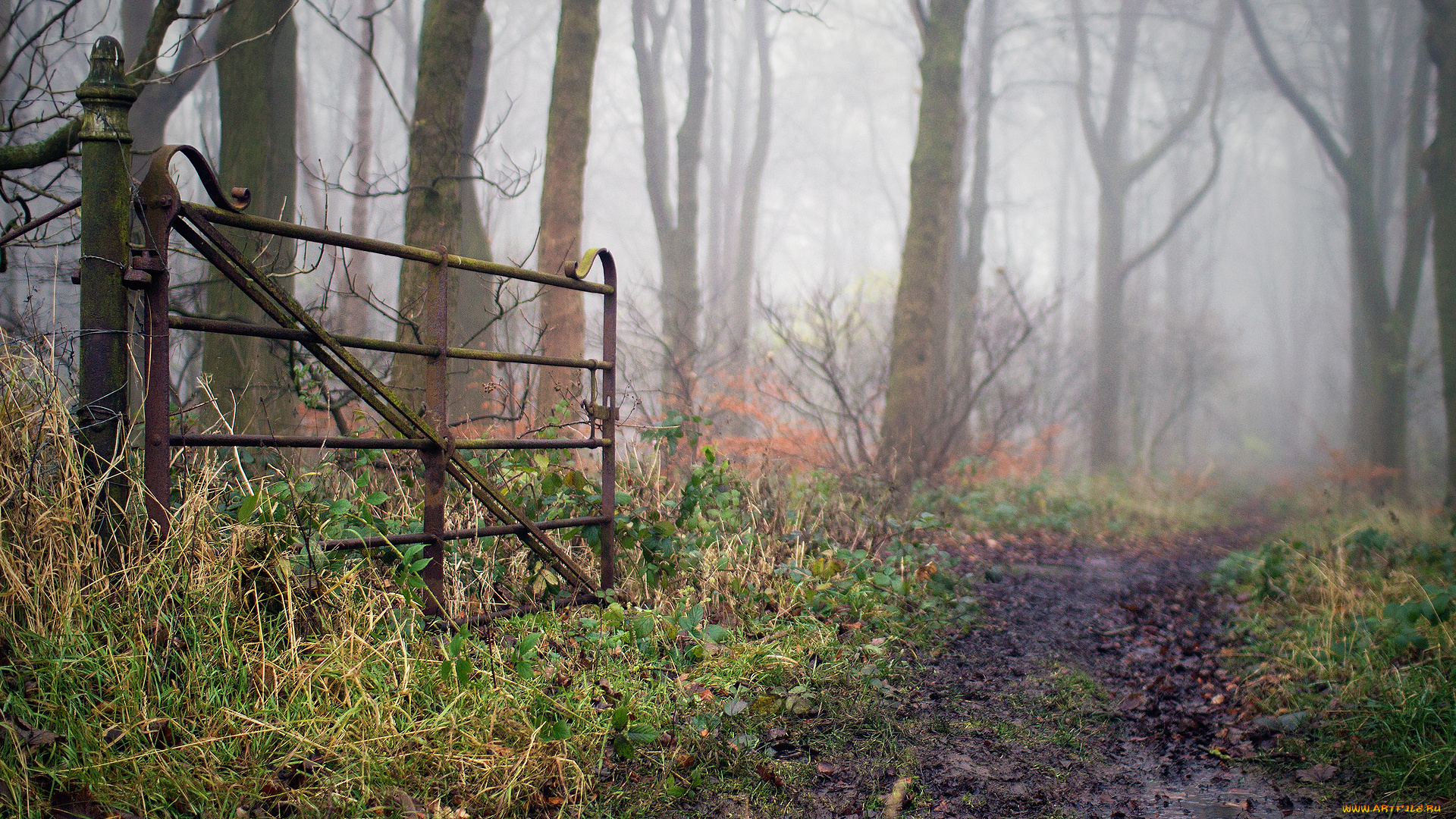 природа, дороги, трава, деревья, кусты, калитка, осень