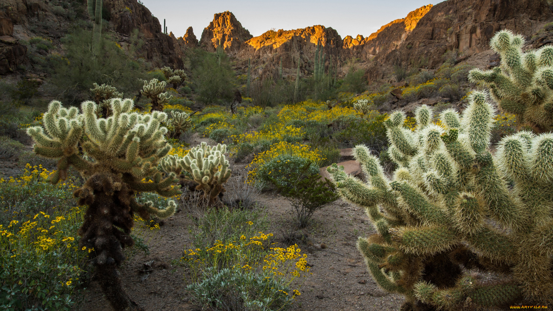 природа, горы, скала, кактусы