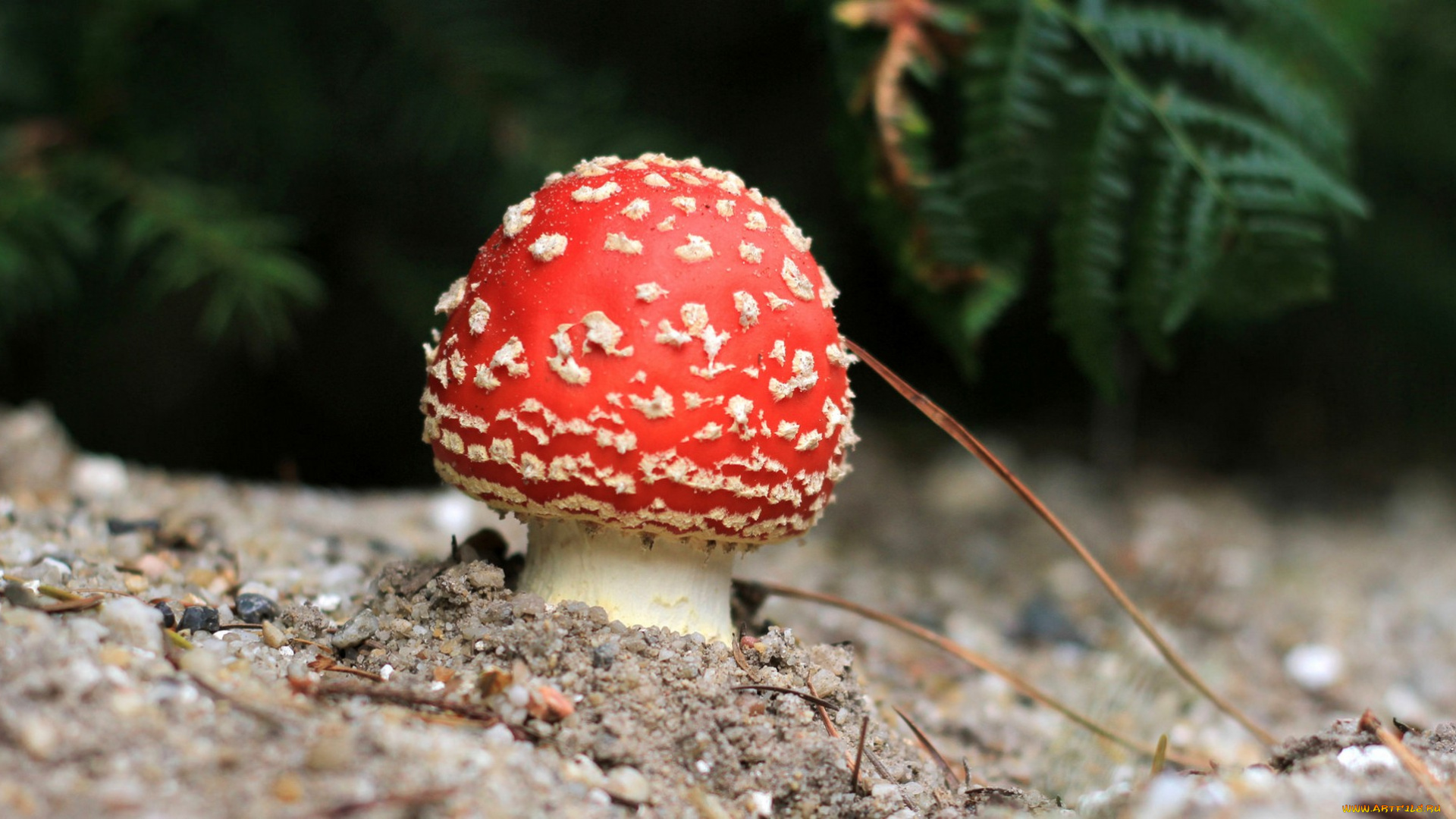 природа, грибы, , мухомор, грибок, мухомор, nature, fungus, mushroom