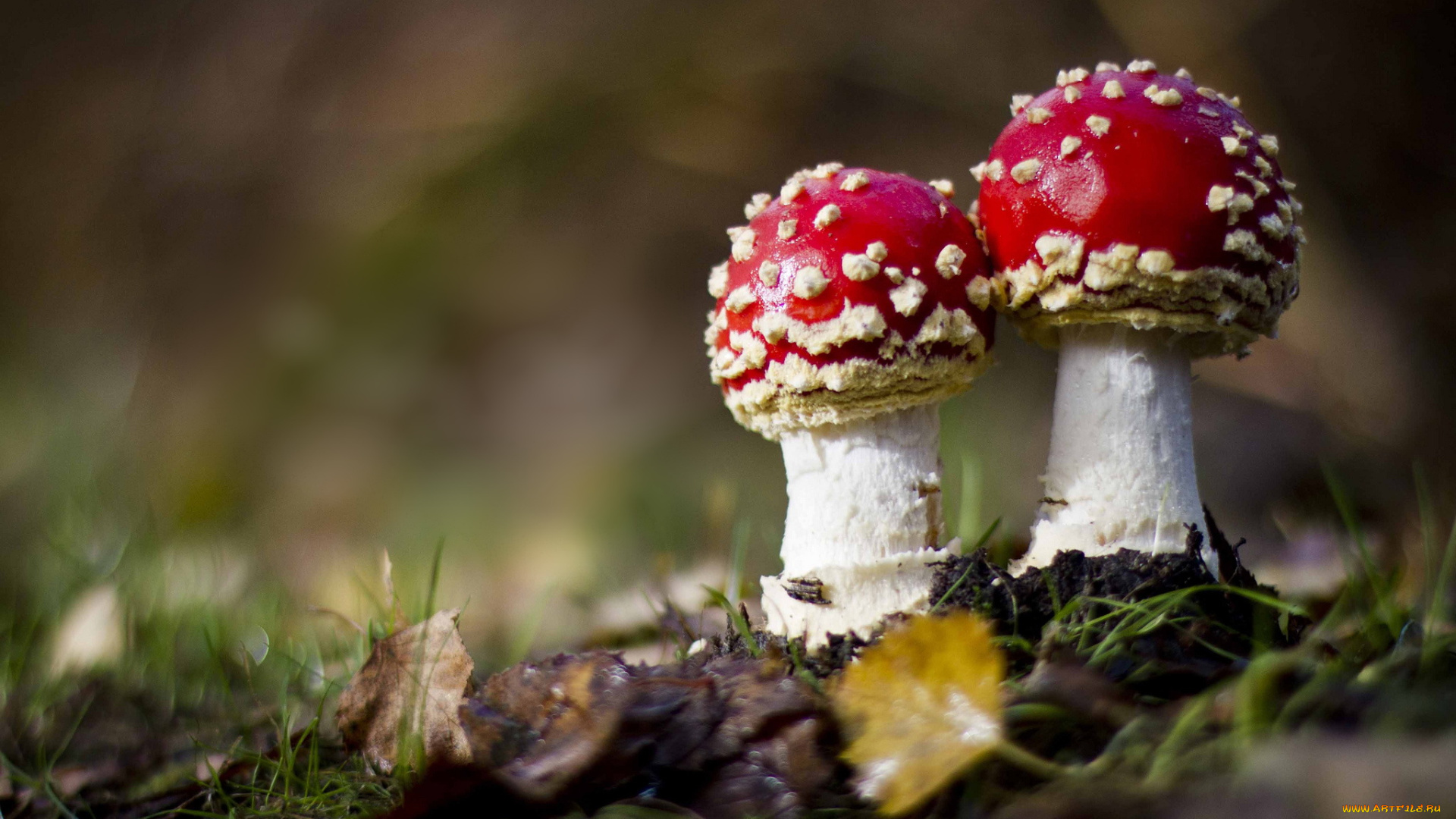 природа, грибы, , мухомор, травка, мухоморы, листики