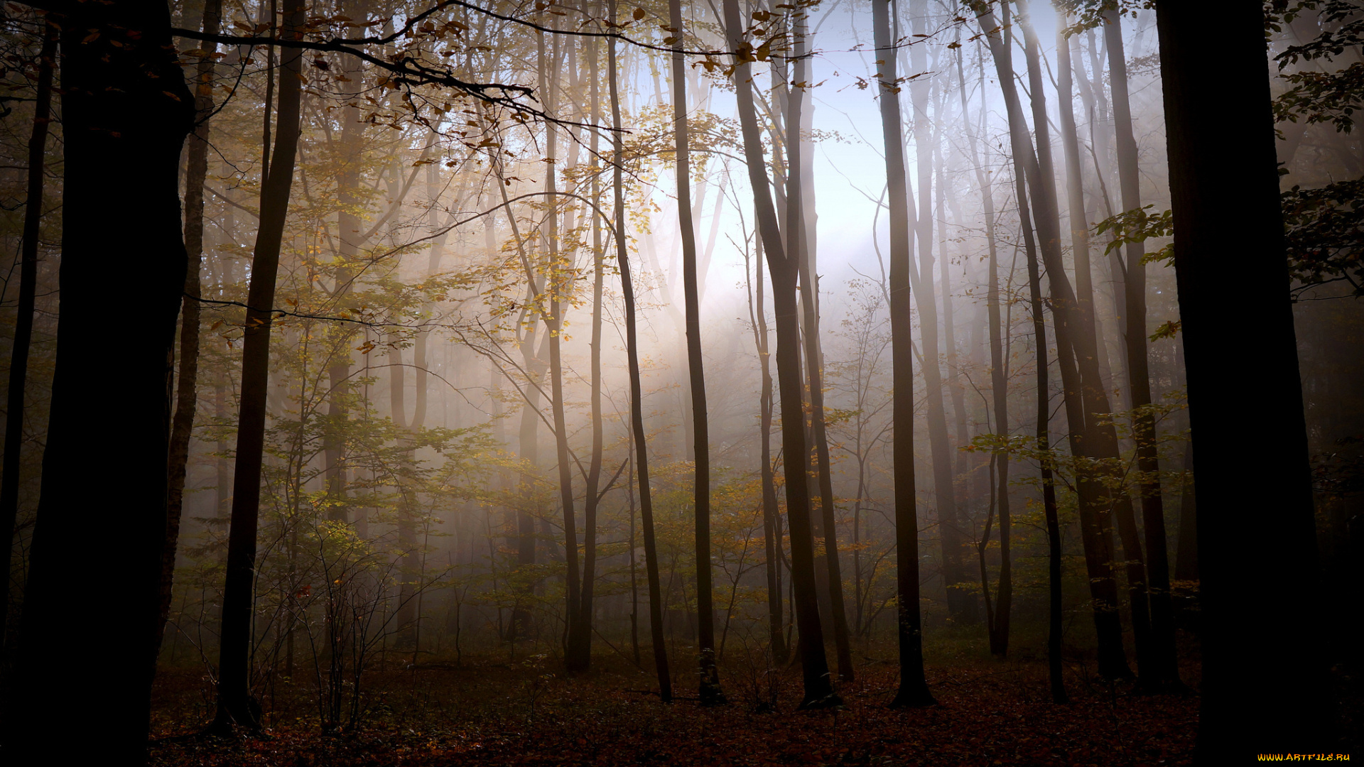 природа, лес, мрак, свет, осень
