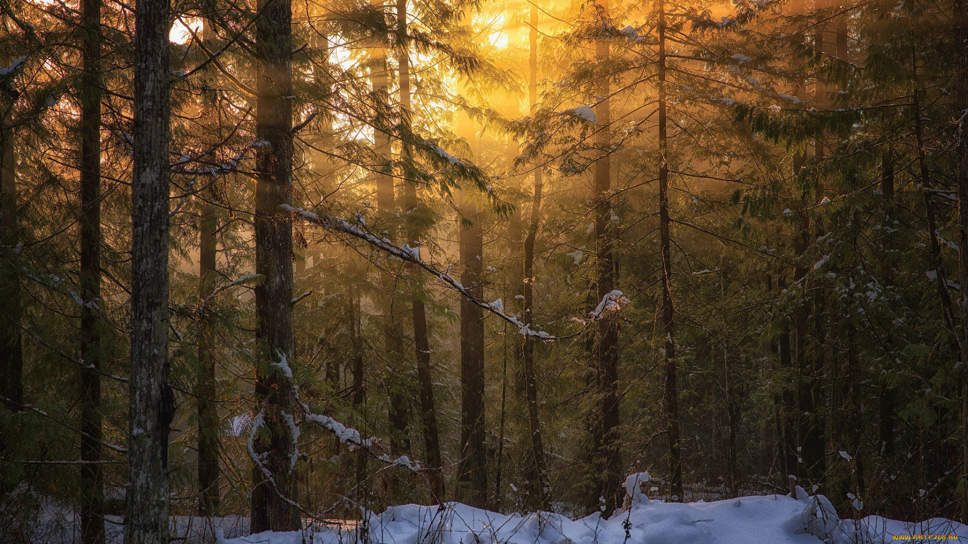 природа, лес, peter, sinclair, photography, свет, зима, остров, ванкувер, британская, колумбия