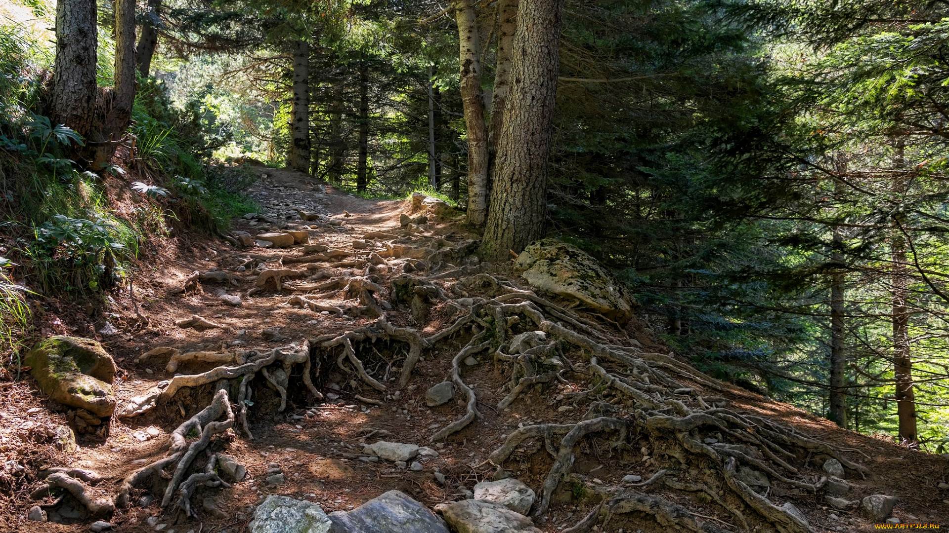 природа, лес, пригорок, дерево, корни