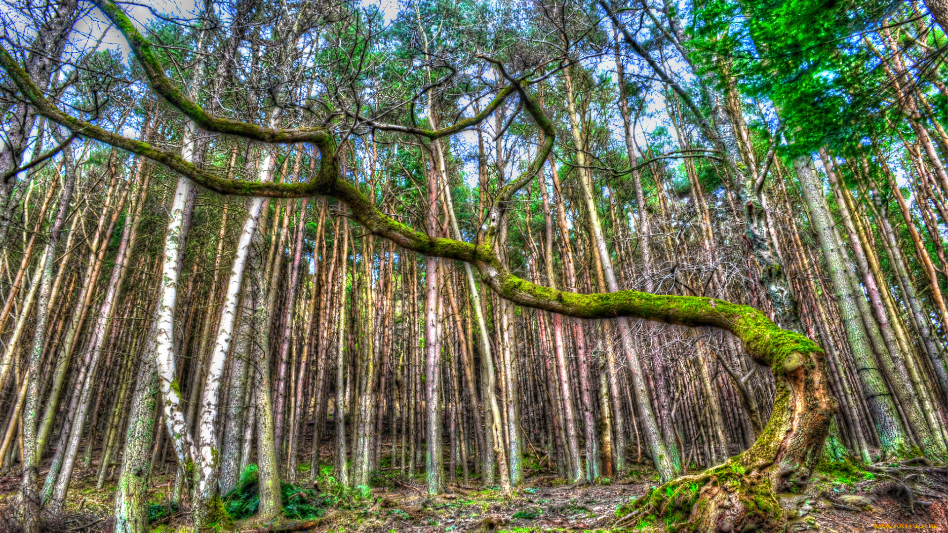 природа, лес, стволы