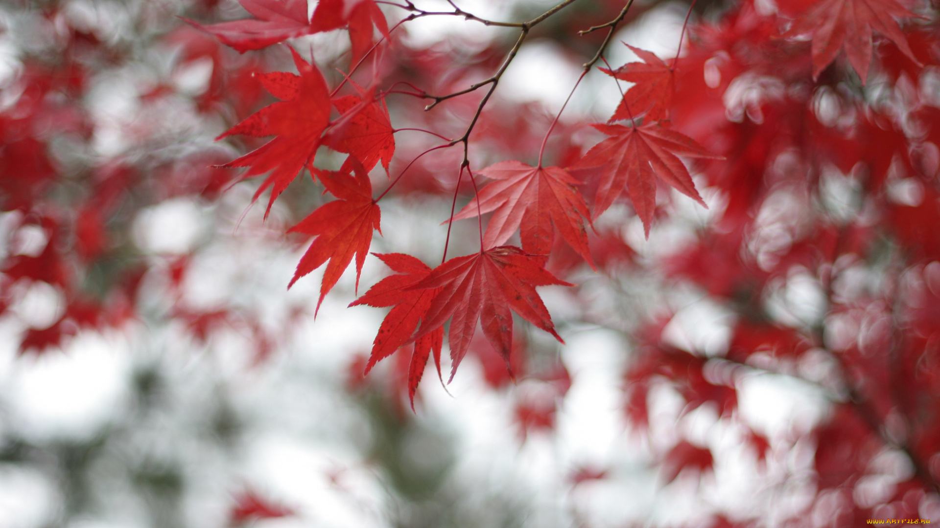 природа, листья, ветки, красные, боке, размытость, клен, дерево