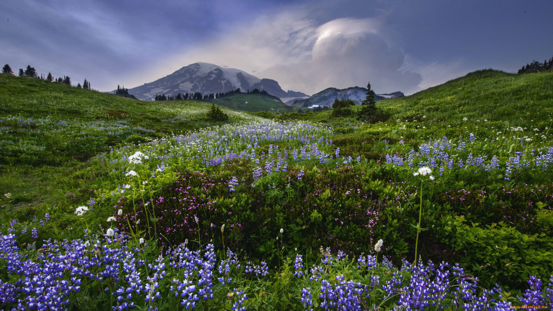 природа, луга, цветы, луг, горы