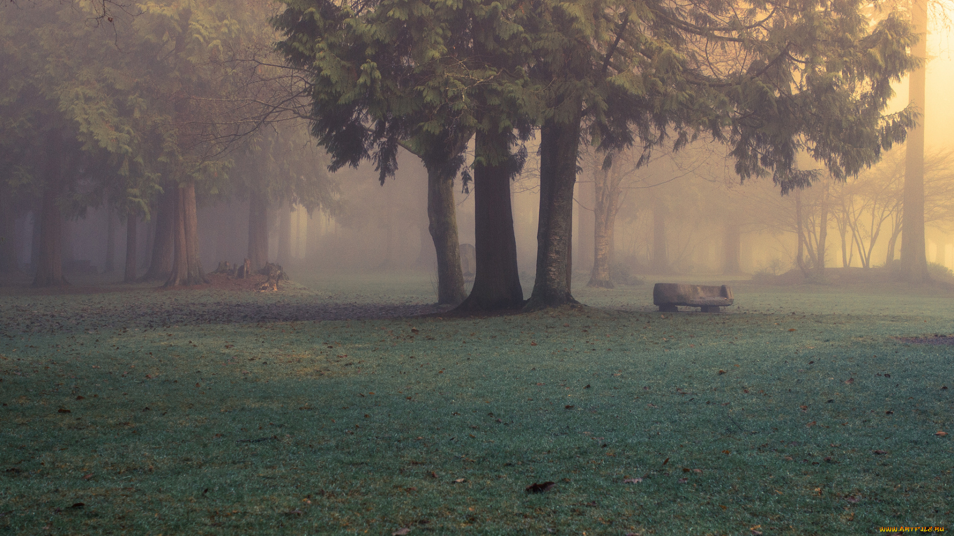 природа, парк, утро, туман, лес, evan, kemper, рhotography