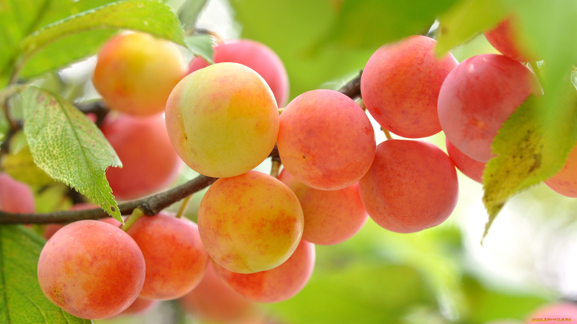 природа, плоды, ветка, сливы