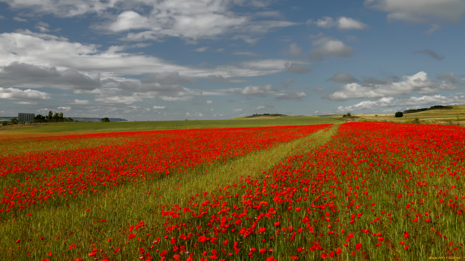 природа, поля, поле, лето, пейзаж, маки, облака, небо