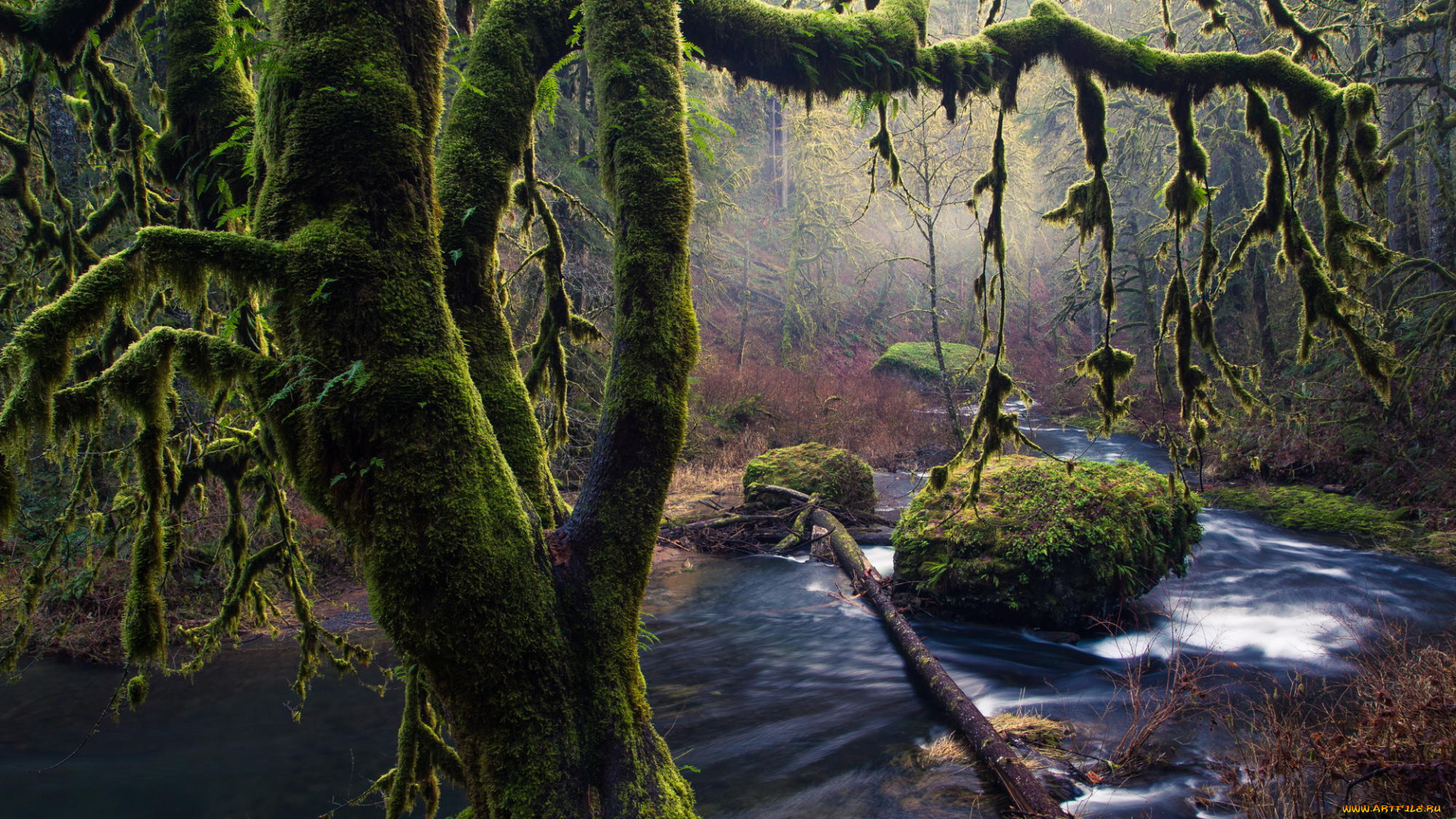 природа, реки, озера, мох, деревья, камни, silver, falls, oregon