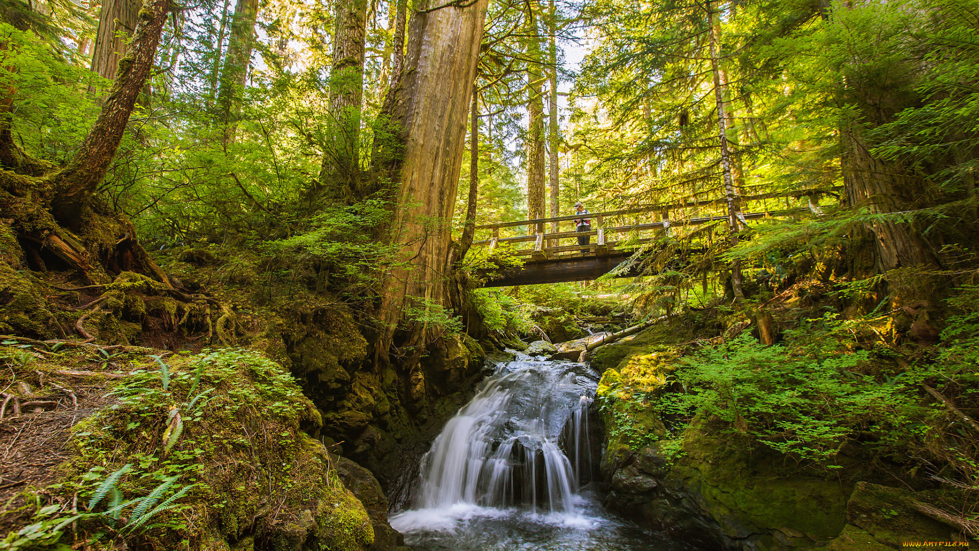 природа, реки, озера, мост, река, лес