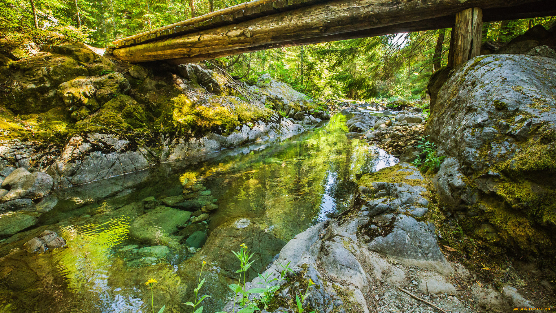 природа, реки, озера, мостик, река, лес