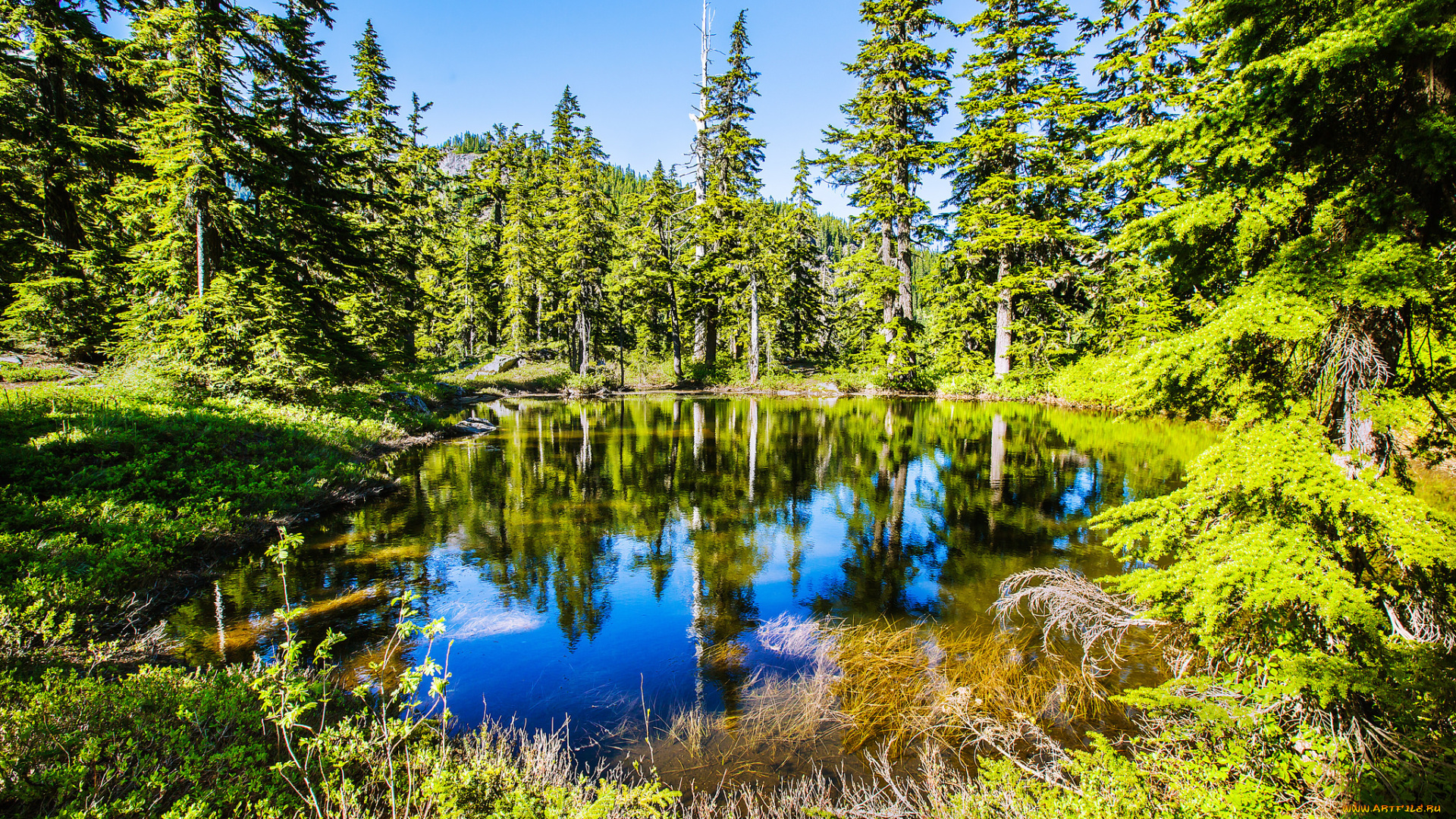 природа, реки, озера, озеро, лес