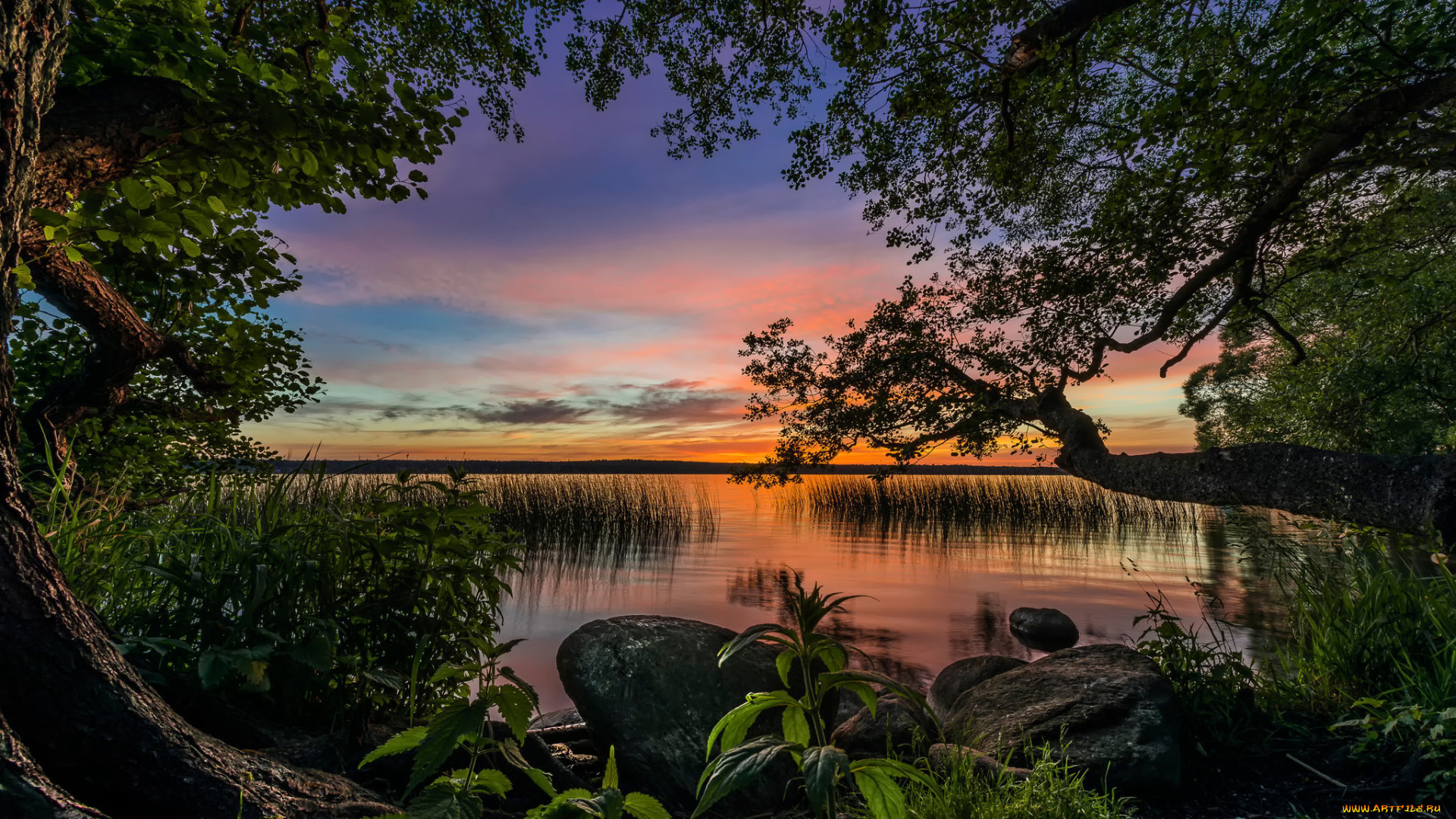 природа, реки, озера, озеро, закат, деревья, крапива