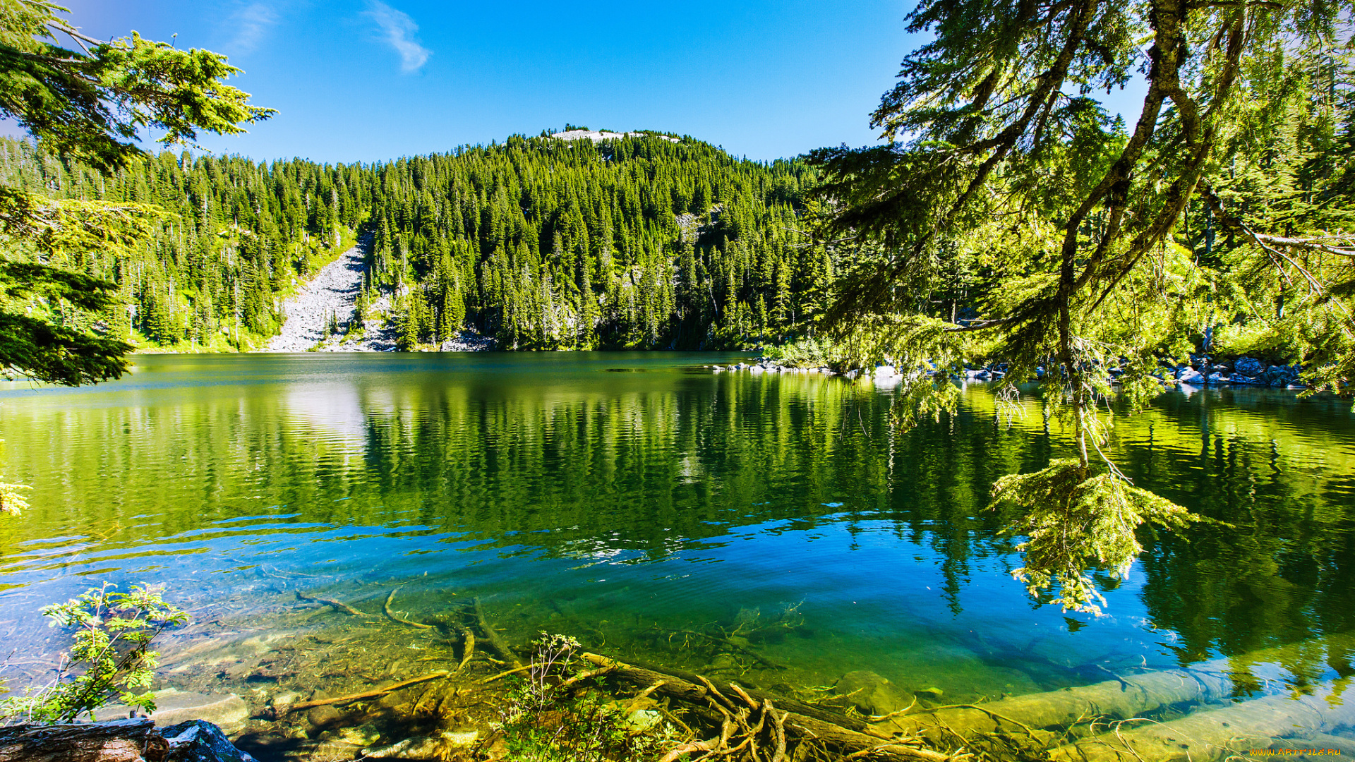 природа, реки, озера, река, лес