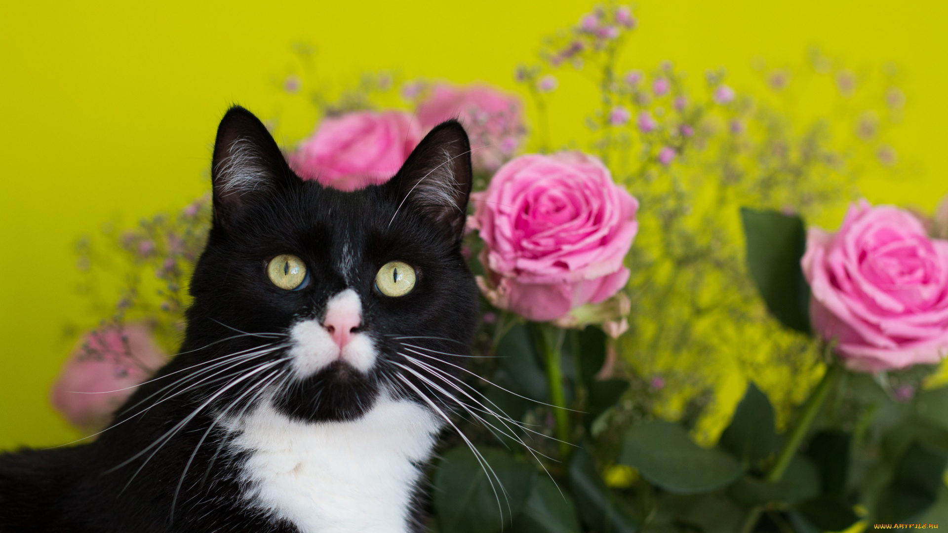 животные, коты, цветы, фон, киса, чёрно-белая, букет, розы