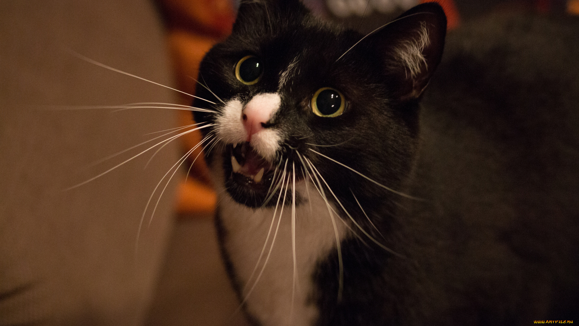 животные, коты, фон, чёрно-белая, киса