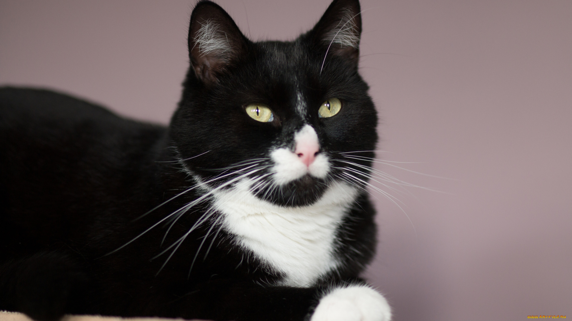 животные, коты, киса, чёрно-белая, фон