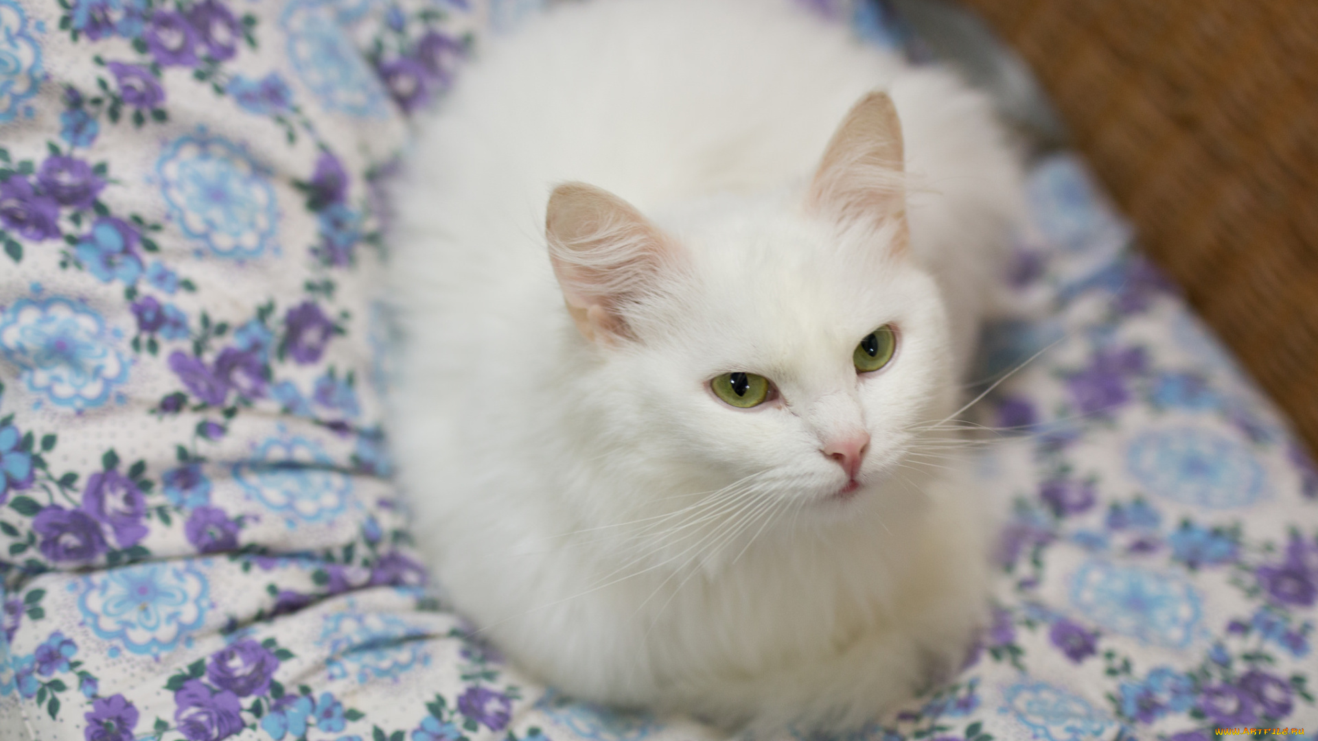 животные, коты, зелёные, глаза, взгляд, подушка, кошка, белая, кот